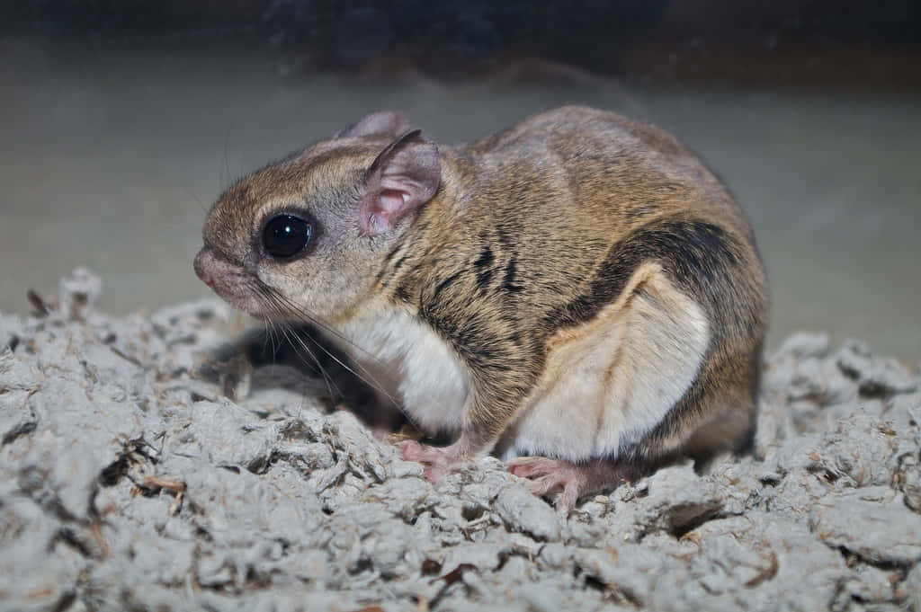 Flying Squirrel 桌布 壁紙 — 一隻腹部白色的小棕飛鼠棲息在有紋理的灰色木屑上的特寫。