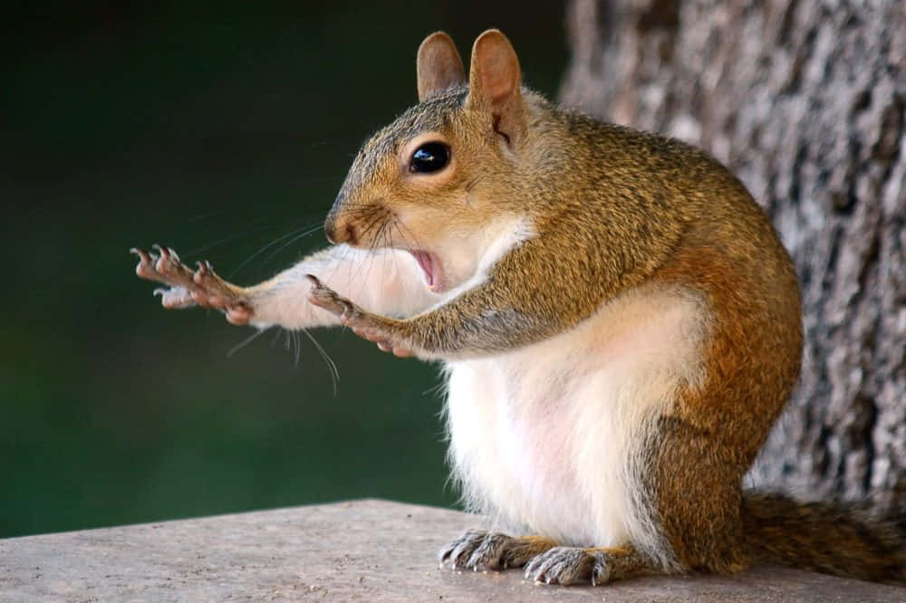 Squirrel 桌布 壁紙 — 一隻腹部白色的棕色松鼠坐在樹幹附近的木質表面上，用爪子抓著堅果，專注地進食。