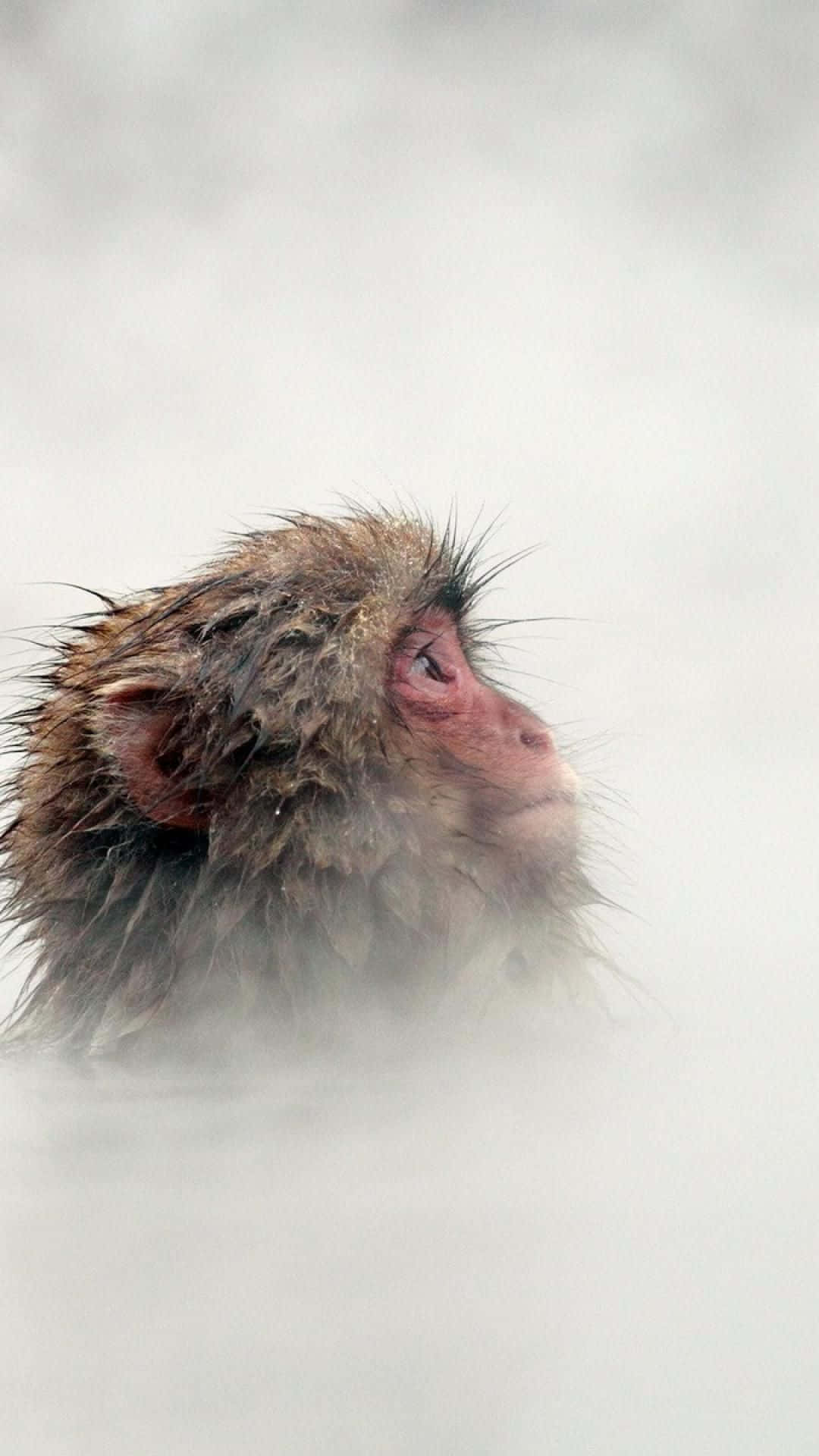Monkey iPhone 桌布 壁紙 — 一隻臉頰粉紅的濕猴子從霧氣瀰漫的冬日溫泉中冒出。