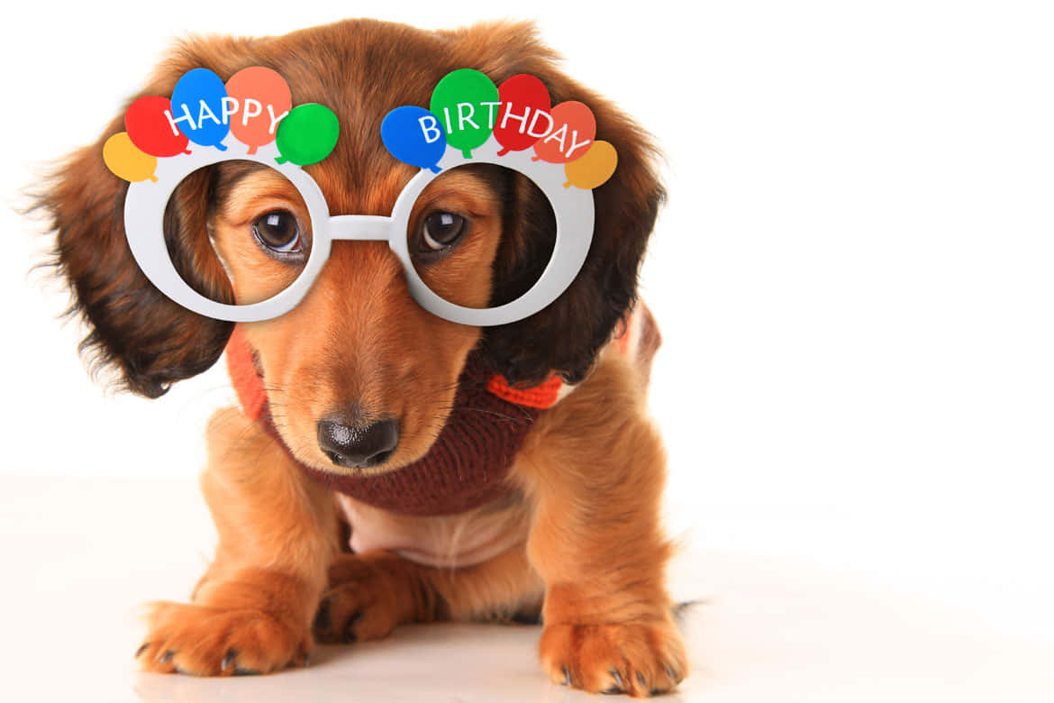 狗 桌布 壁紙 — 一隻臘腸犬幼犬戴著節日生日眼鏡，配上彩色氣球和紅色毛衣，背景為白色。