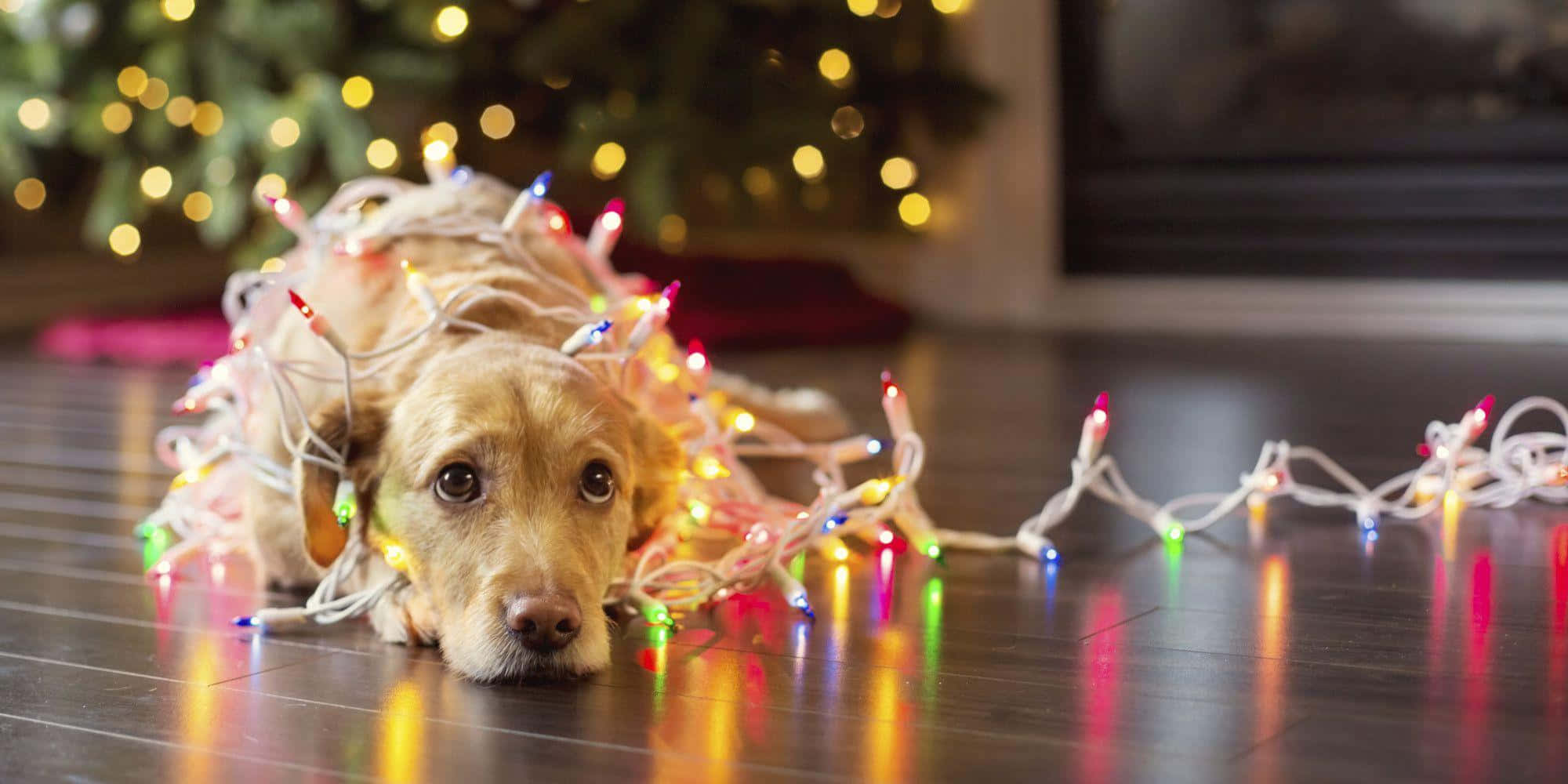 聖誕節 桌布 壁紙 — 一隻臘腸犬幼犬躺在深色木地板上，被色彩繽紛的聖誕燈纏繞，背景是模糊的節日樹。