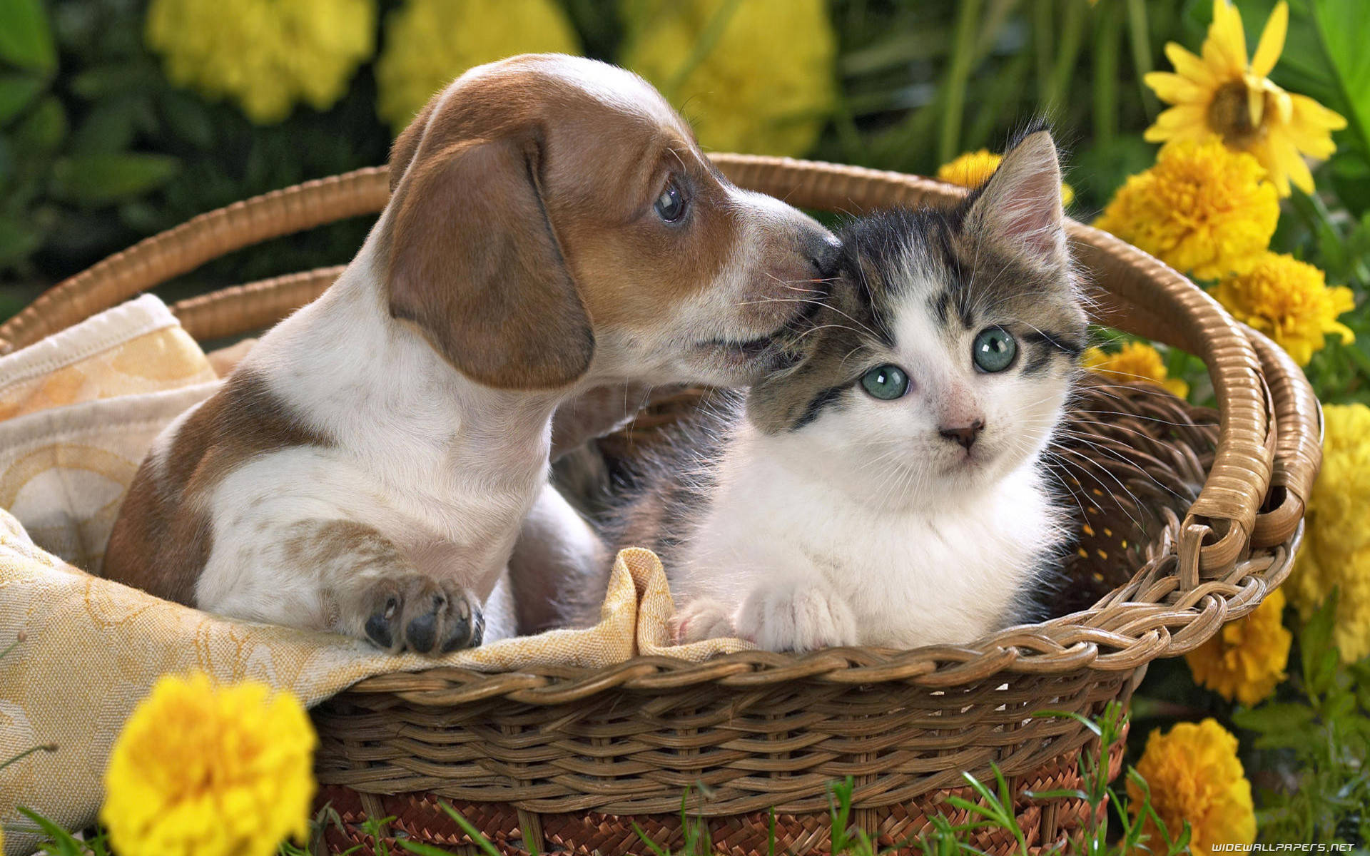 animals 桌布 壁紙 — 一隻臘腸犬幼犬輕輕地用鼻子蹭著一隻依偎在柳條籃子裡、周圍環繞著鮮黃色花朵的三花小貓。