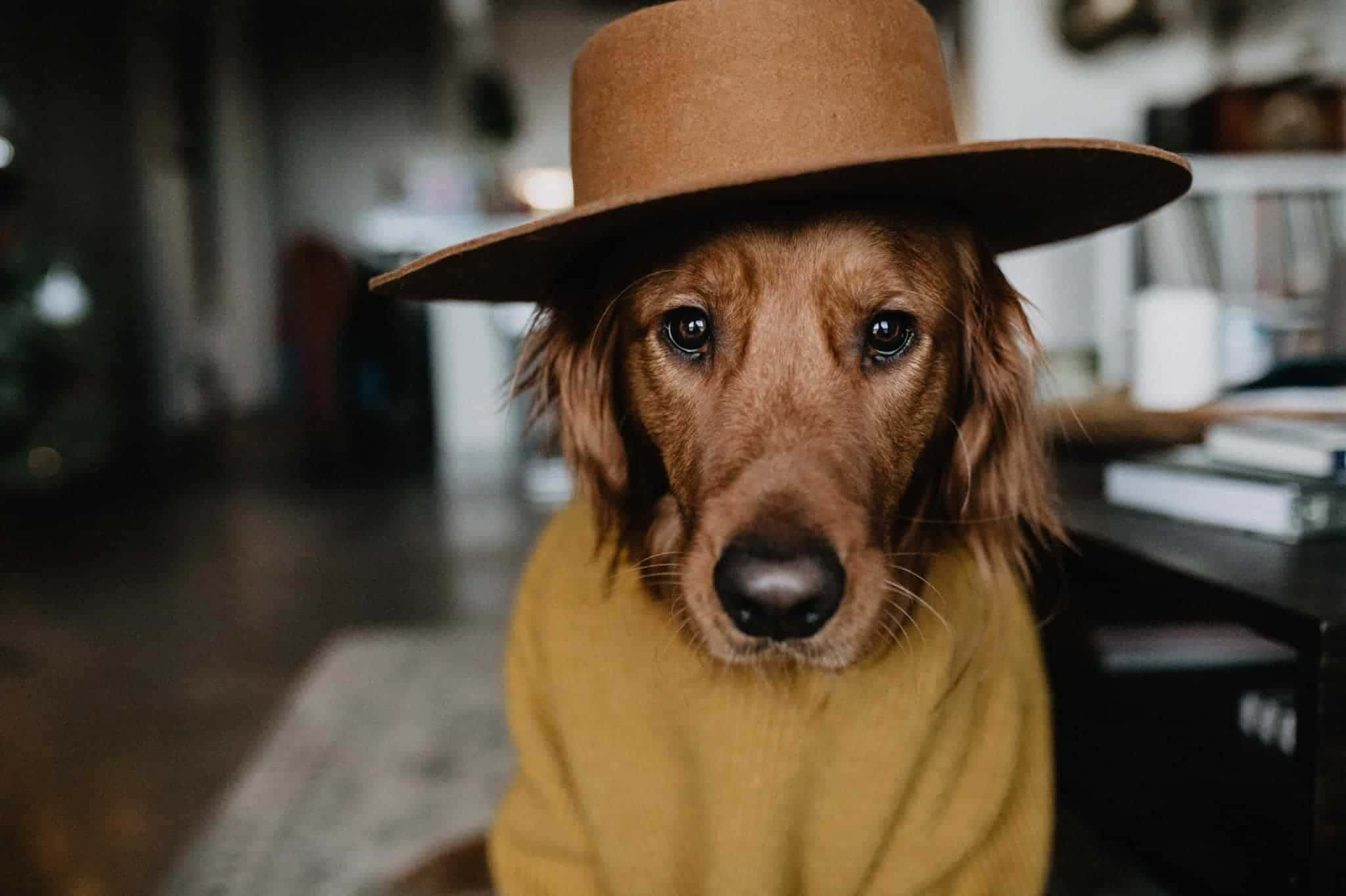 桌布 壁紙 — 一隻臘腸犬戴著棕色帽子和芥末黃色毛衣，在舒適的室內環境中直視鏡頭。