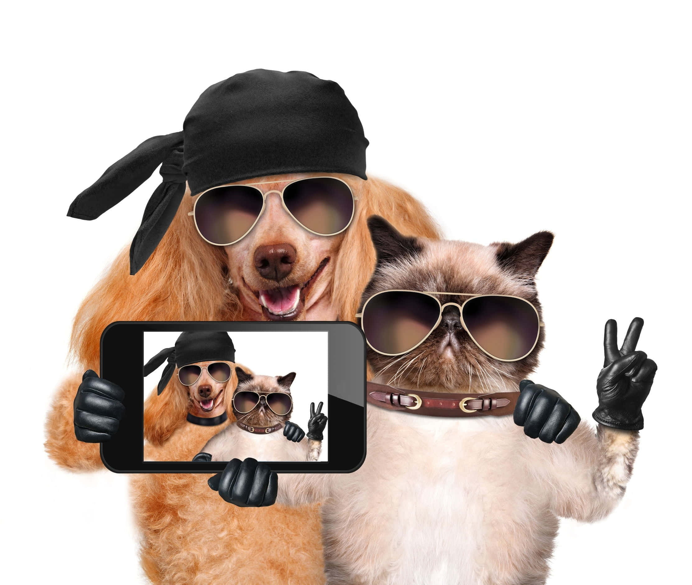 selfie 桌布 壁紙 — 一隻臘腸狗和一隻貓打扮成嬉皮海盜，拿著顯示他們自拍照的手機，在白色背景前擺姿勢。