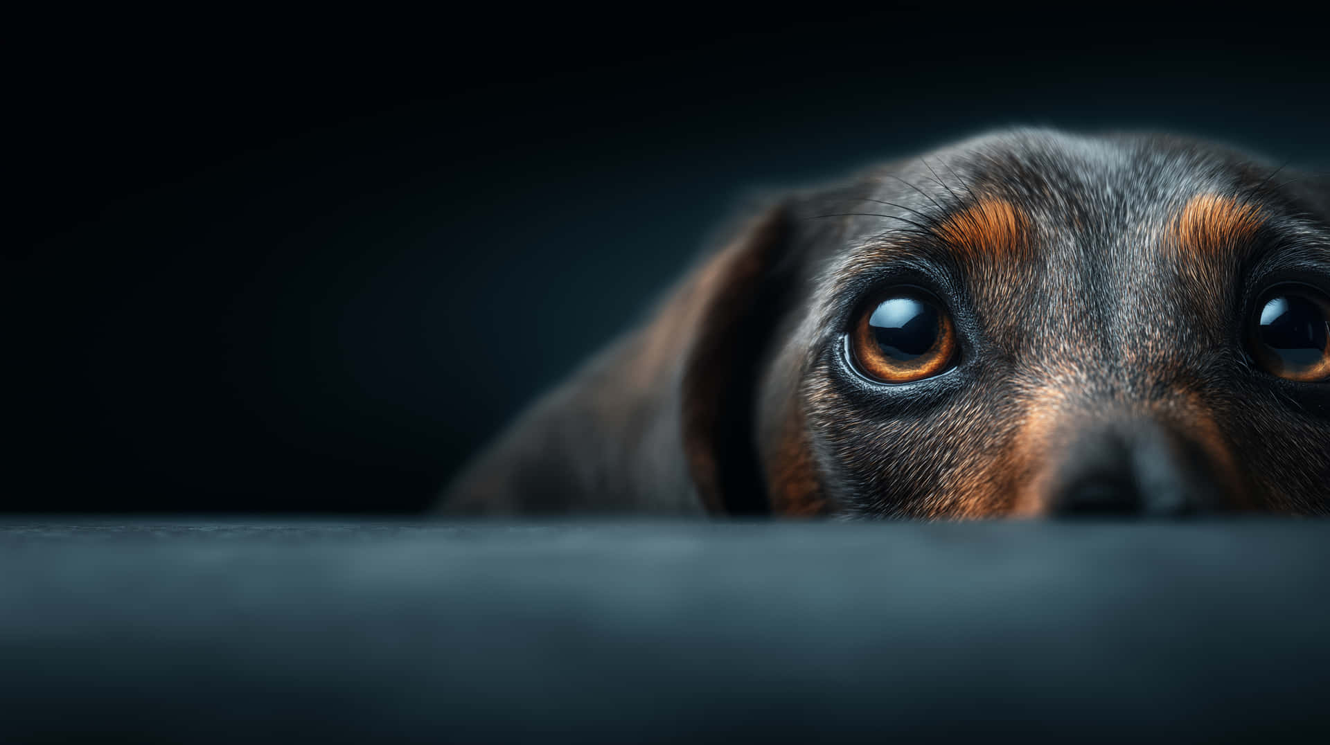 Dachshund Gaze 壁紙 — 一隻臘腸狗好奇的臉從黑色背景中的黑暗表面上探出，有著大大的琥珀色眼睛。