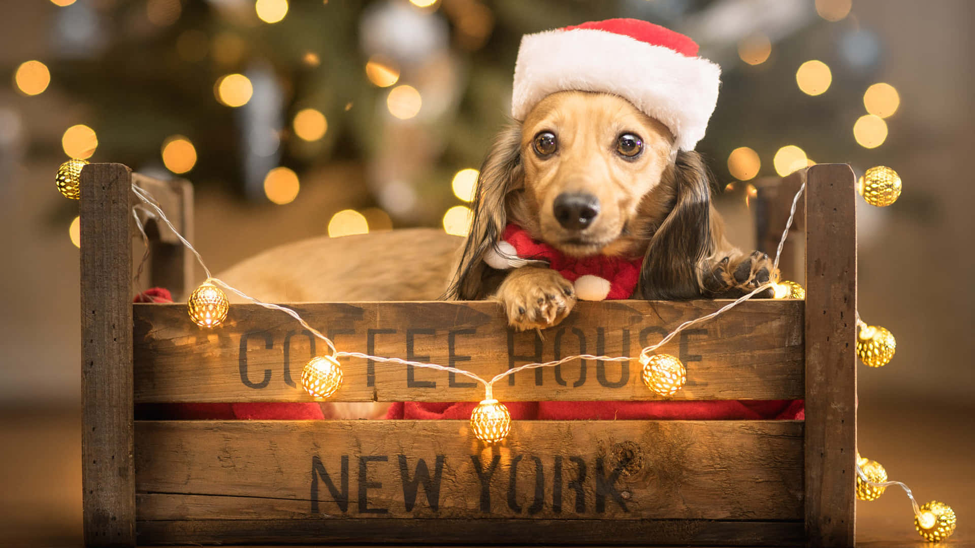 Santa Claus 桌布 壁紙 — 一隻臘腸狗戴著聖誕帽和紅色蝴蝶結，從一個標有「COFFEE HOUSE NEW YORK」並飾有發光燈串的木箱上方探出頭來。