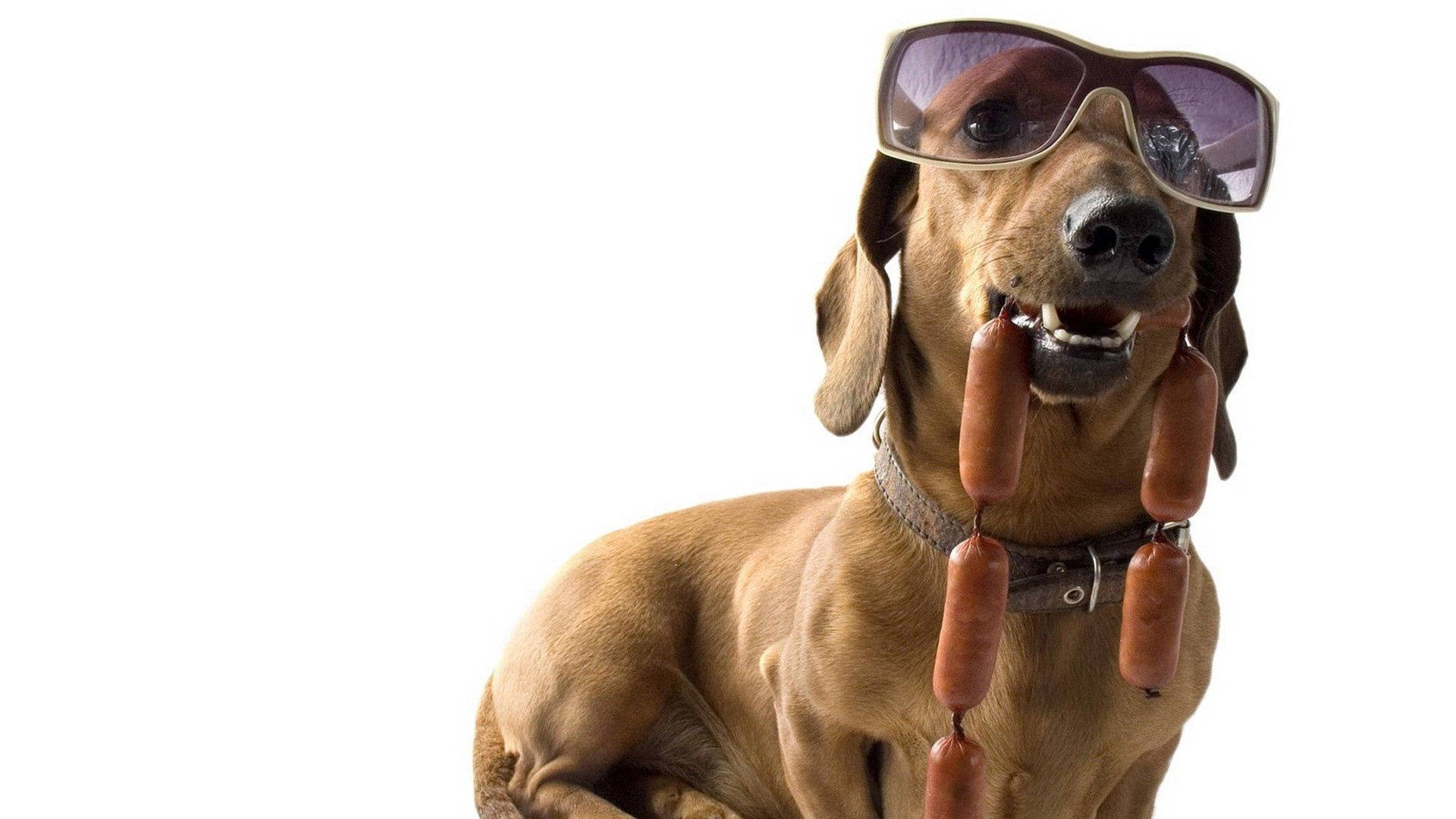 Sunglasses 桌布 壁紙 — 一隻臘腸狗戴著超大太陽眼鏡，嘴裡叼著一條香腸鏈，背景為白色。