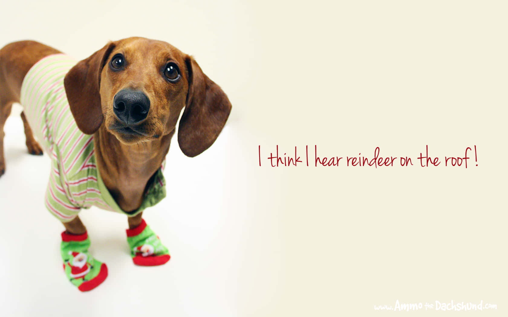 Funny Holiday Desktop 桌布 壁紙 — 一隻臘腸狗穿著節日條紋睡衣和紅色襪子，在純色背景下睜大眼睛向上看。