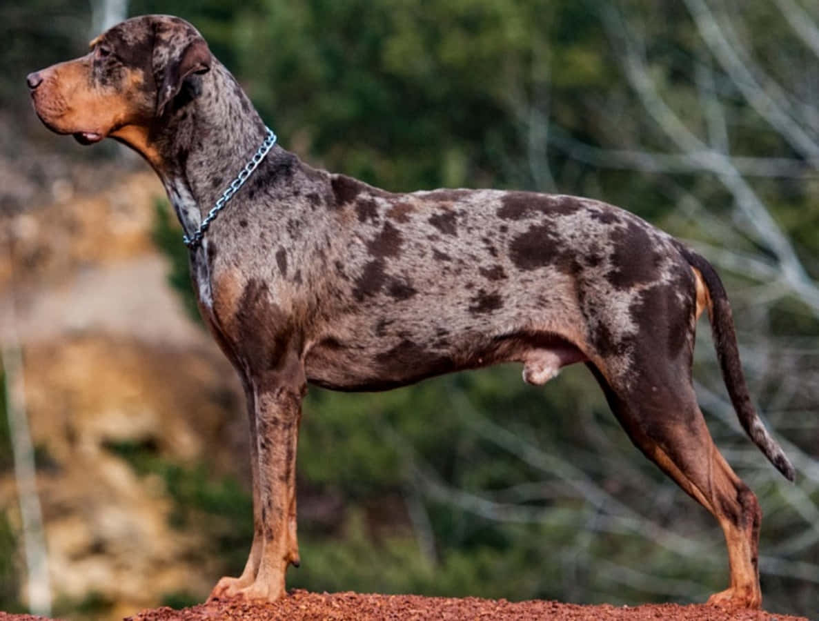 Catahoula Dog 桌布 壁紙 — 一隻自豪的斑點狗警覺地站在微紅的土地上，背後是模糊的綠色樹葉。