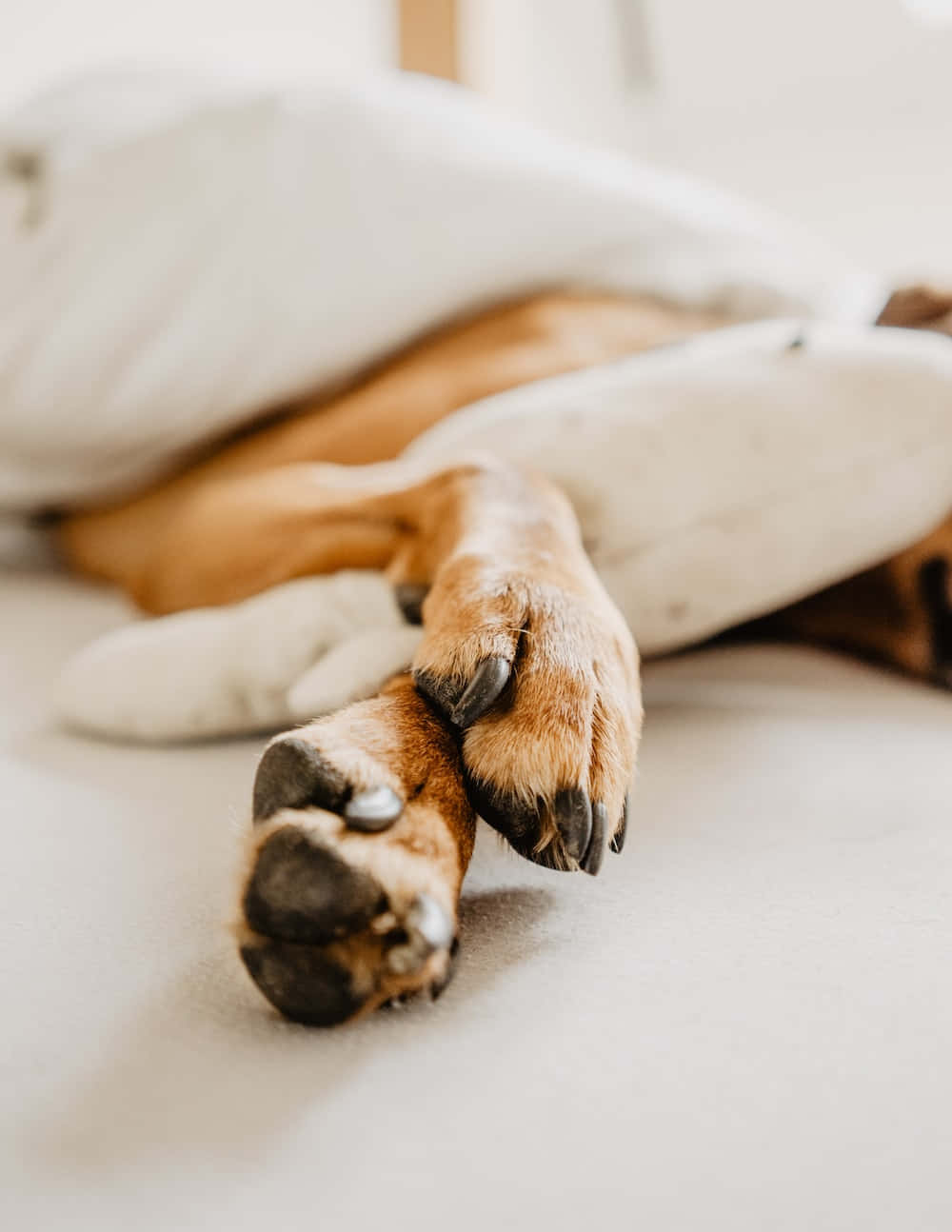 paws 桌布 壁紙 — 一隻舒適的狗在白色毯子下安睡，爪子微微露出，沐浴在柔和自然光中。