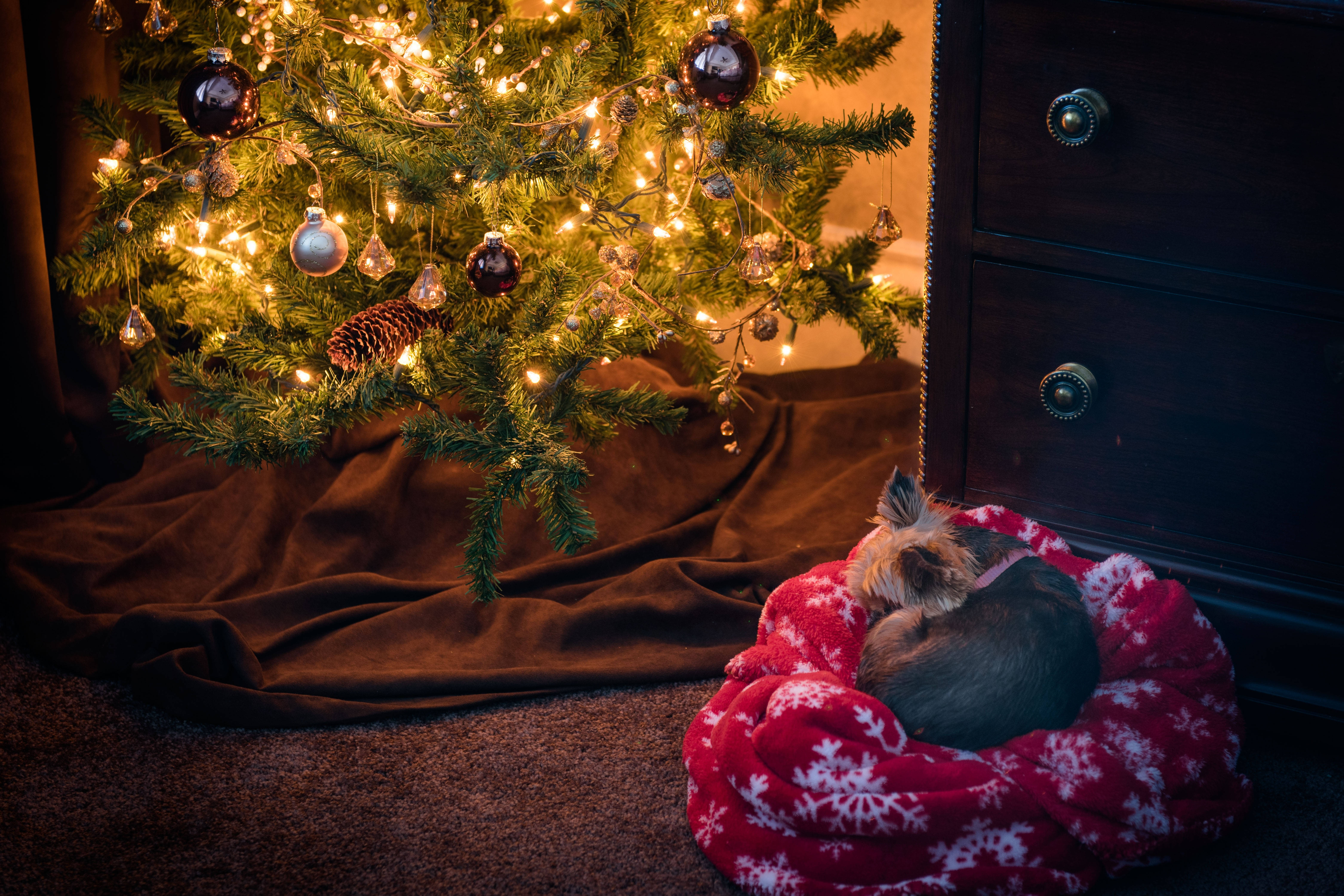 yorkie 桌布 壁紙 — 一隻舒適的約克夏㹴在紅色雪花毯子裡睡覺，毯子放在一個裝飾著飾品和松果、燈光溫暖的聖誕樹下。