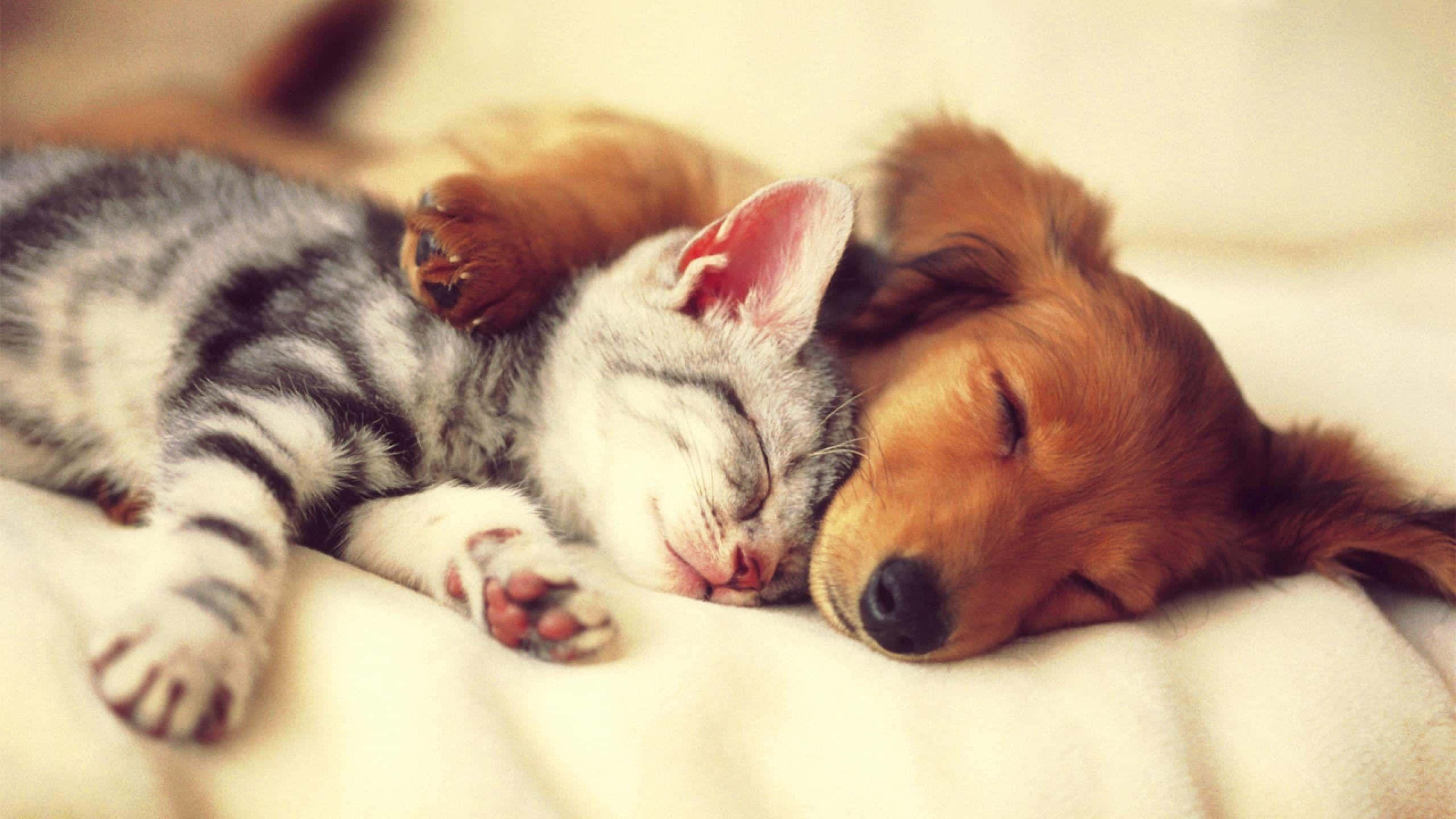 Cute Aesthetic Dog 桌布 壁紙 — 一隻舒適的虎斑貓咪和金色小狗在柔軟的奶油色毯子上纏繞在一起，平靜地睡著。