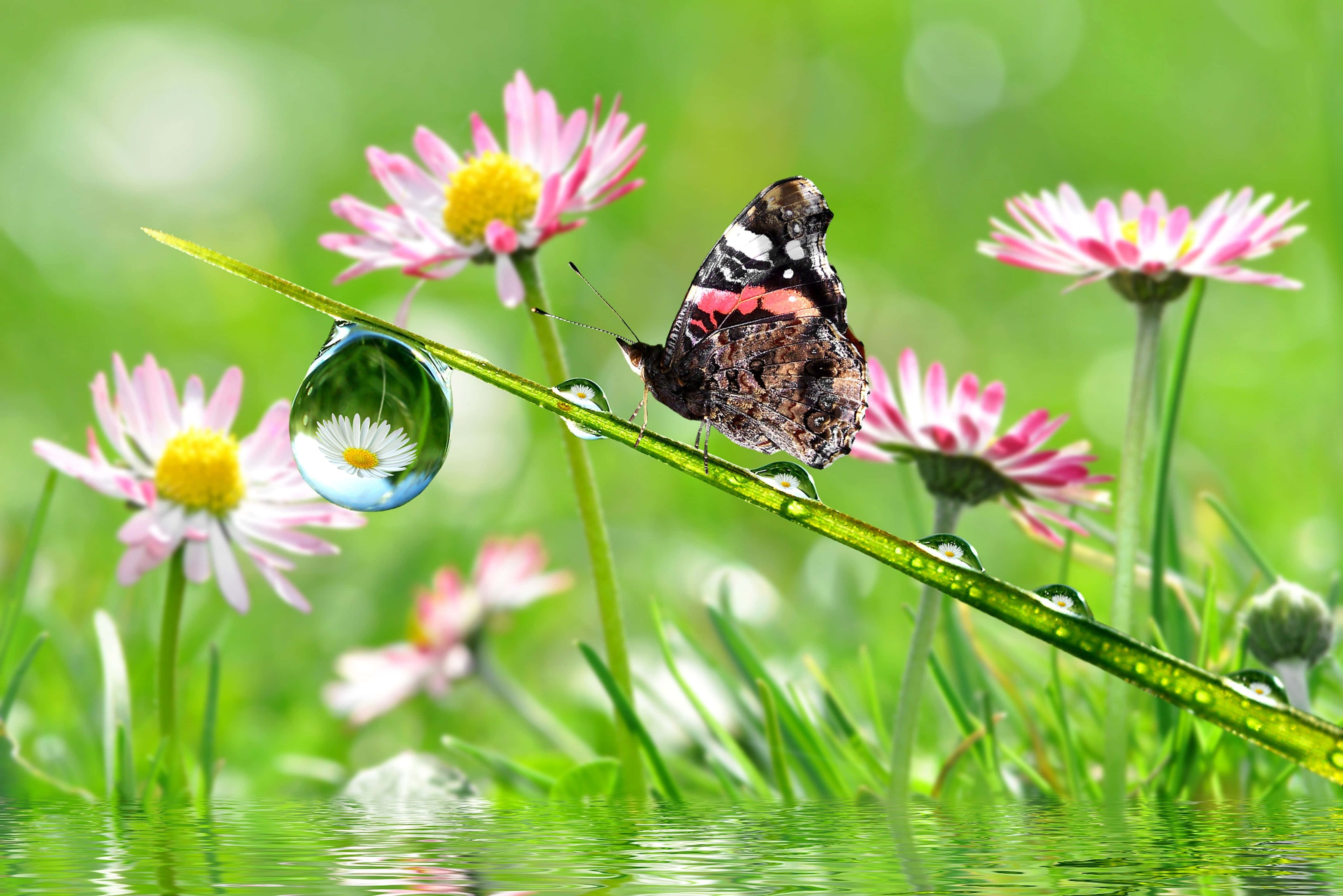 Butterfly Garden 桌布 壁紙 — 一隻色彩斑斕的蝴蝶棲息在沾滿露水的草葉上，旁邊是粉紅色的雛菊，水滴反射出花朵。