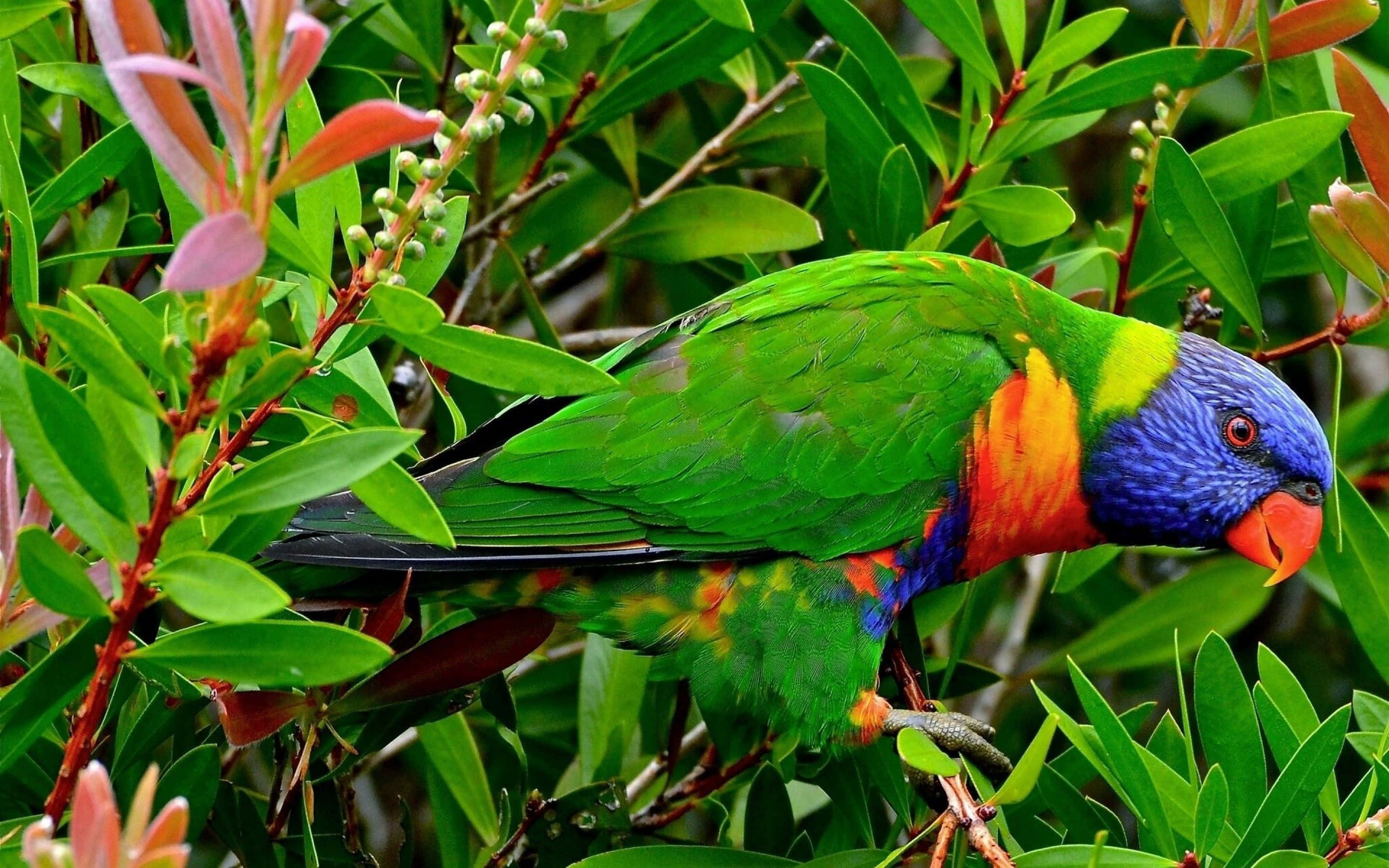 parrot 桌布 壁紙 — 一隻色彩繽紛的彩虹鸚鵡棲息在茂密的綠葉中，點綴著粉紅色的花朵和帶露水的葉子。