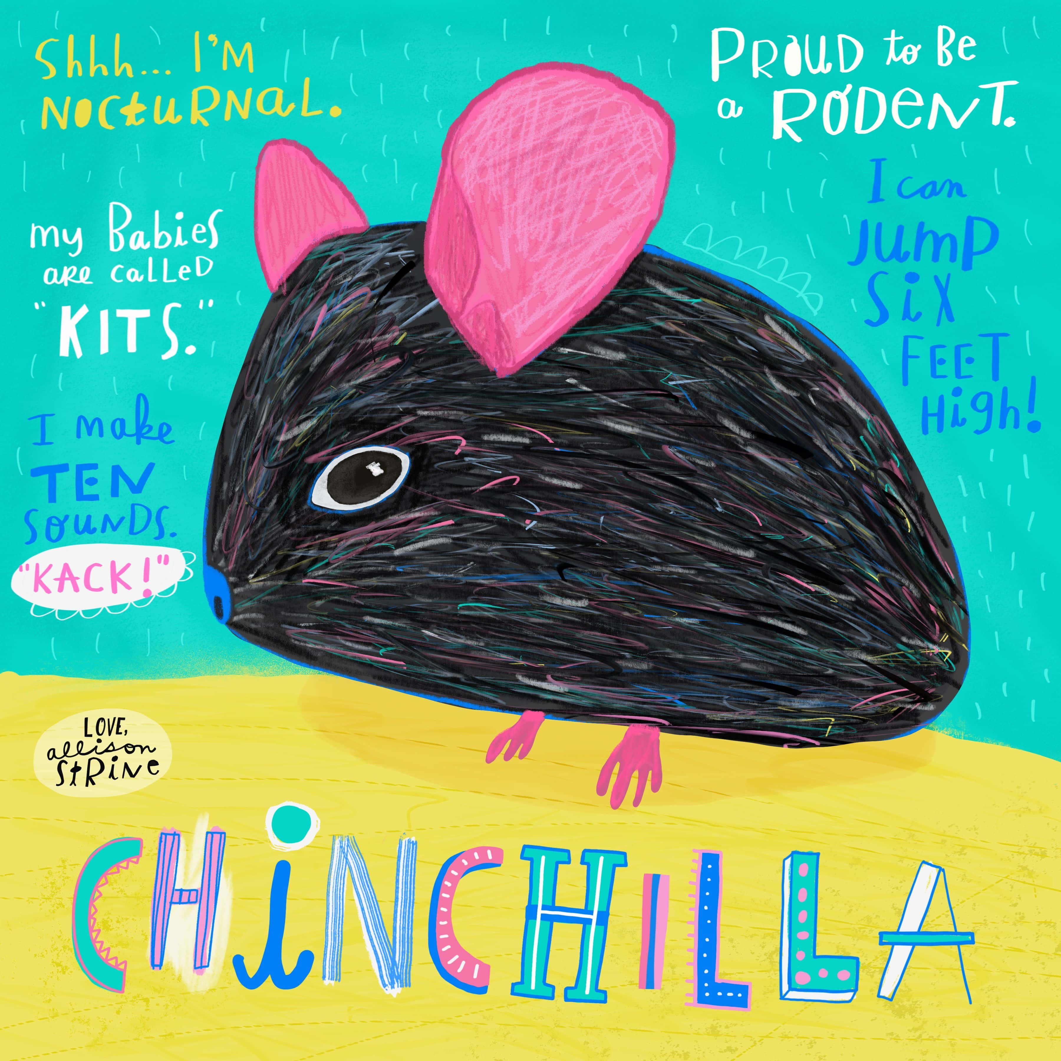 chinchilla 桌布 壁紙 — 一隻色彩繽紛的插圖絨鼠，有粉紅色耳朵和塗鴉般的黑色毛髮，站在黃色地面上，背景是藍綠色，帶有俏皮文字事實。