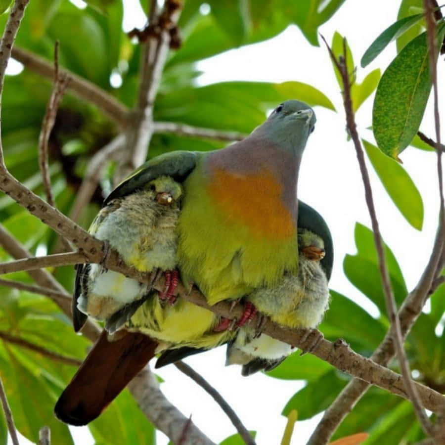 pigeon 桌布 壁紙 — 一隻色彩繽紛的果鳩棲息在樹枝上，懷抱著兩隻毛茸茸的雛鳥，周圍是充滿活力的綠葉。