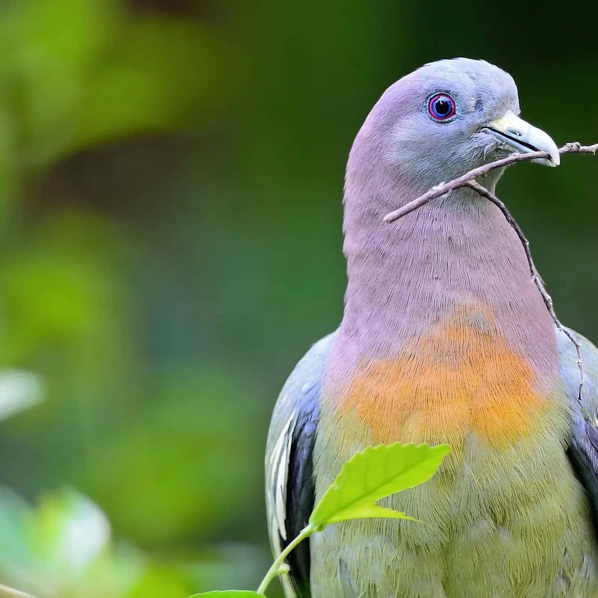 pigeon 桌布 壁紙 — 一隻色彩繽紛的鳥，擁有紫色眼睛和橙色胸部，喙中叼著一根小樹枝，背景是模糊的綠色。
