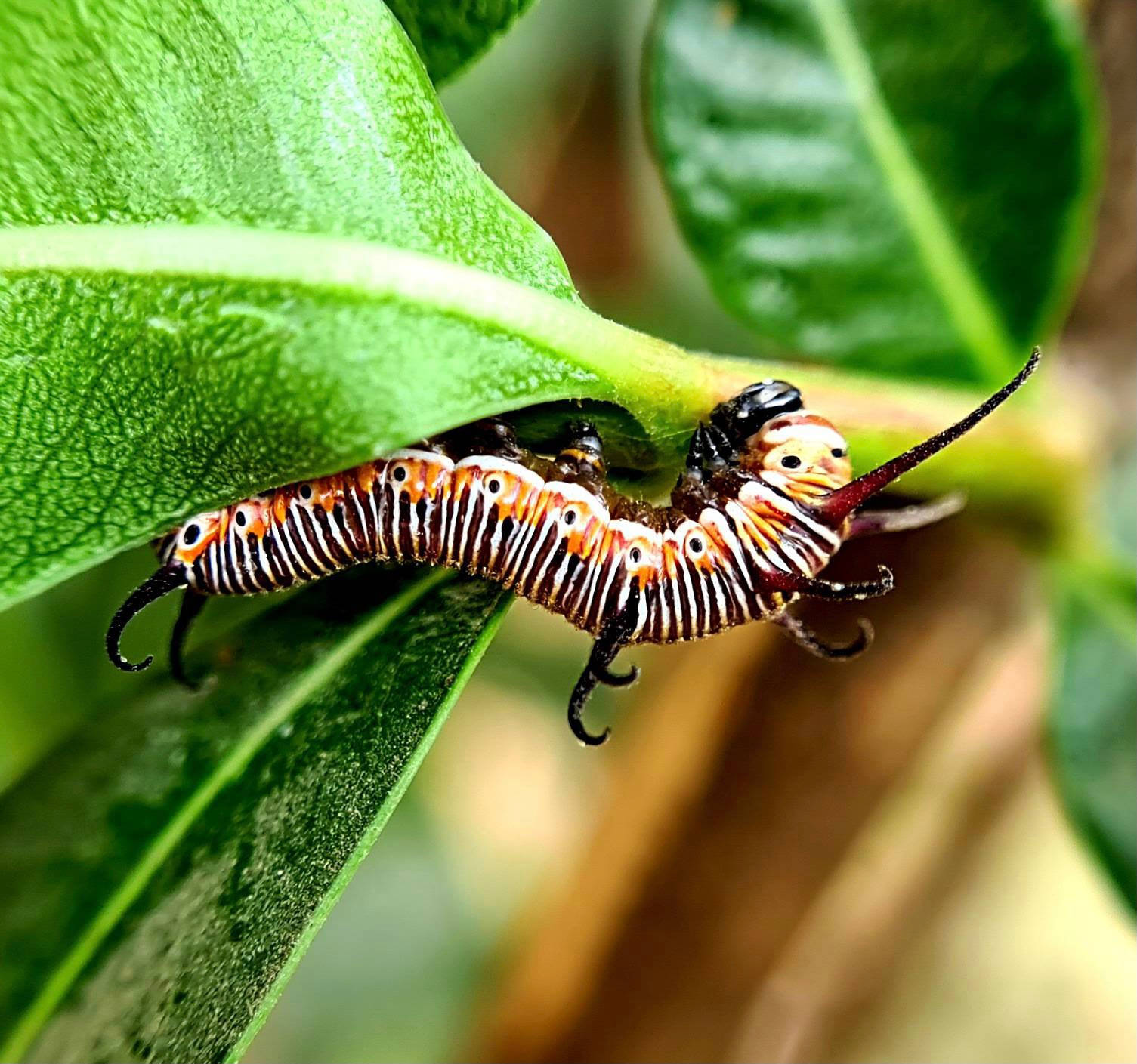 Caterpillar Insect 桌布 壁紙 — 一隻色彩鮮明的毛毛蟲，帶有橙色、白色和黑色條紋，緊貼在茂密自然環境中一片光滑的綠葉上。