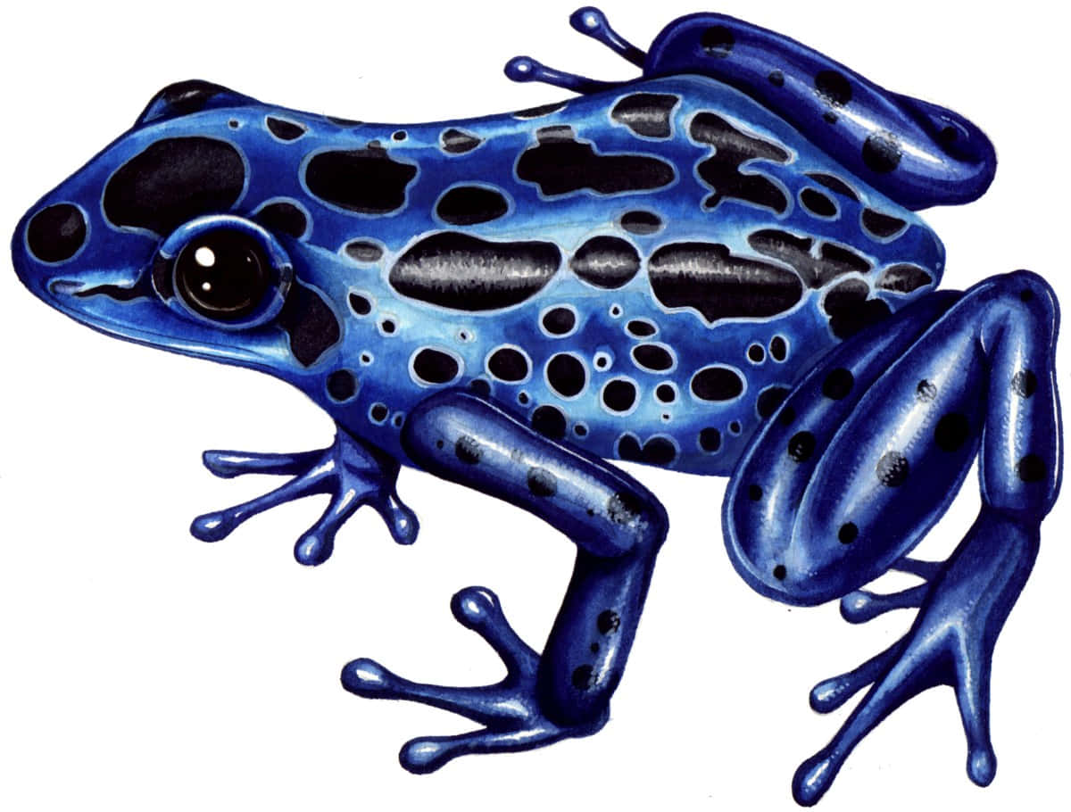 Frog Drawing 桌布 壁紙 — 一隻色彩鮮明的藍色箭毒蛙，帶有黑色斑點和光澤皮膚，在純白色背景上擺姿勢。
