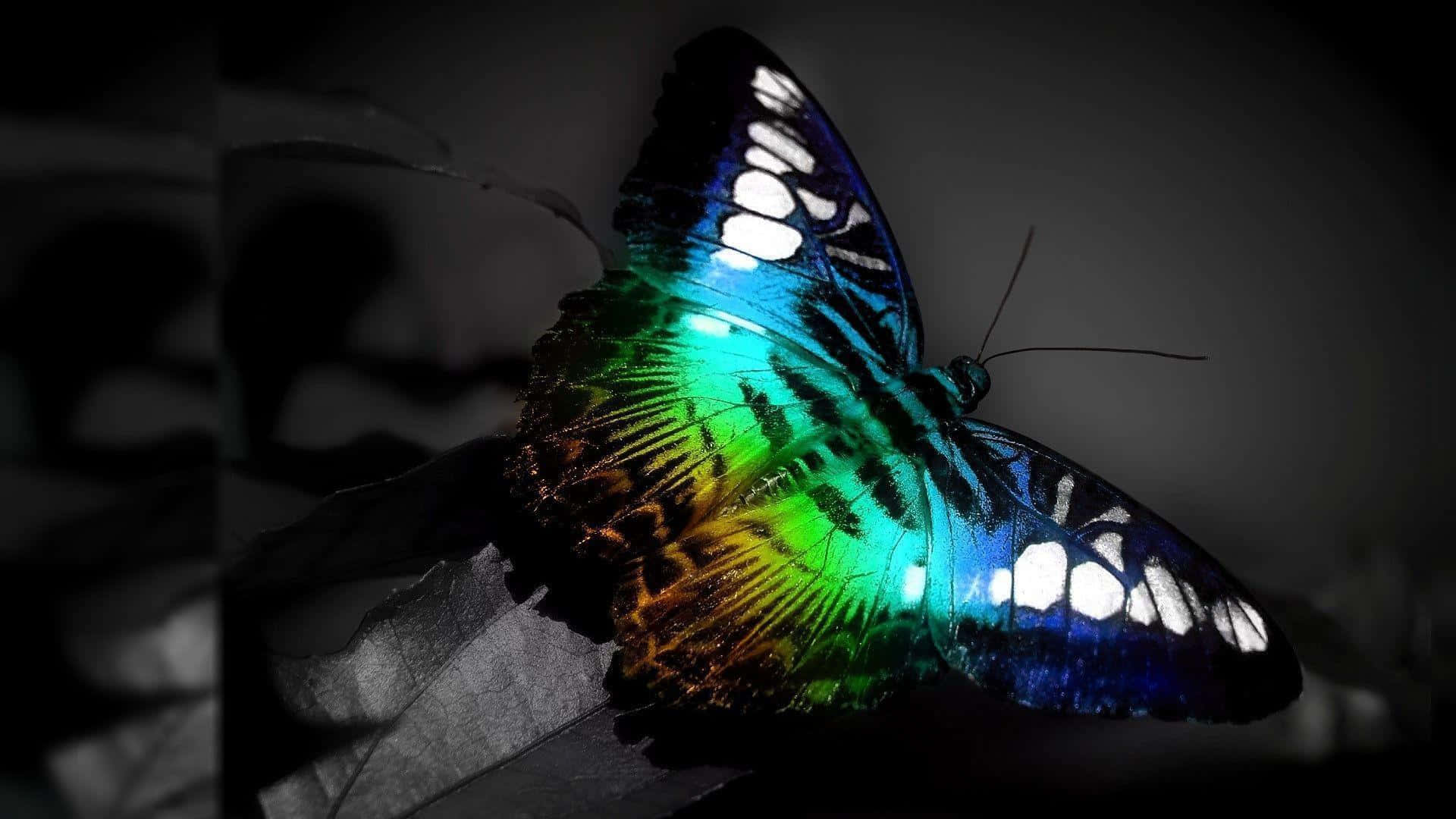 Butterfly Desktop 桌布 壁紙 — 一隻色彩鮮豔、帶有藍、綠、金色翅膀的虹彩蝴蝶，停在葉子上，背景是模糊的暗色。