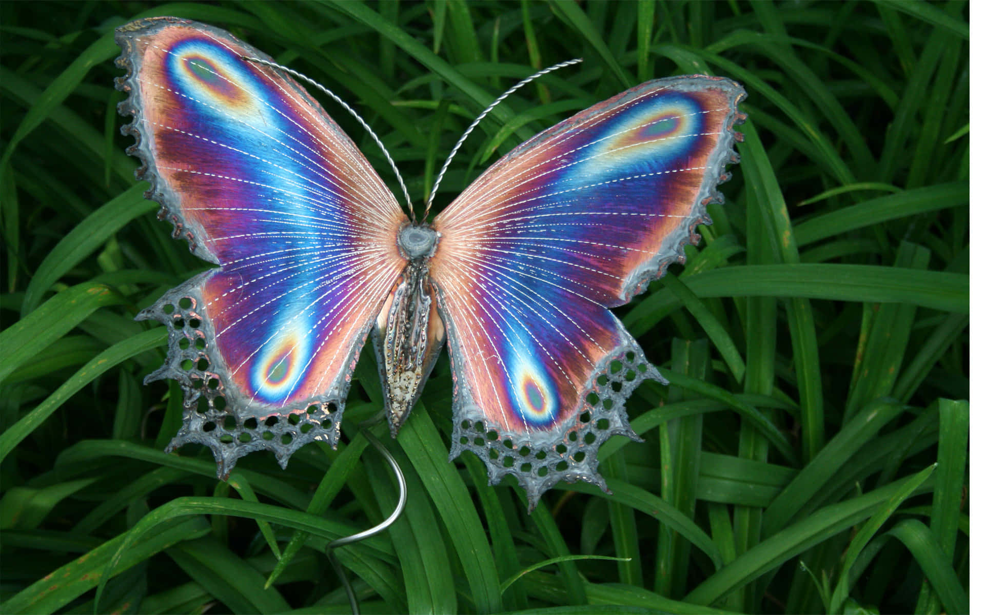 Emerging Butterfly 桌布 壁紙 — 一隻色彩鮮豔、帶有藍色、紫色和橙色翅膀的虹彩蝴蝶，停留在茂密的綠草上。