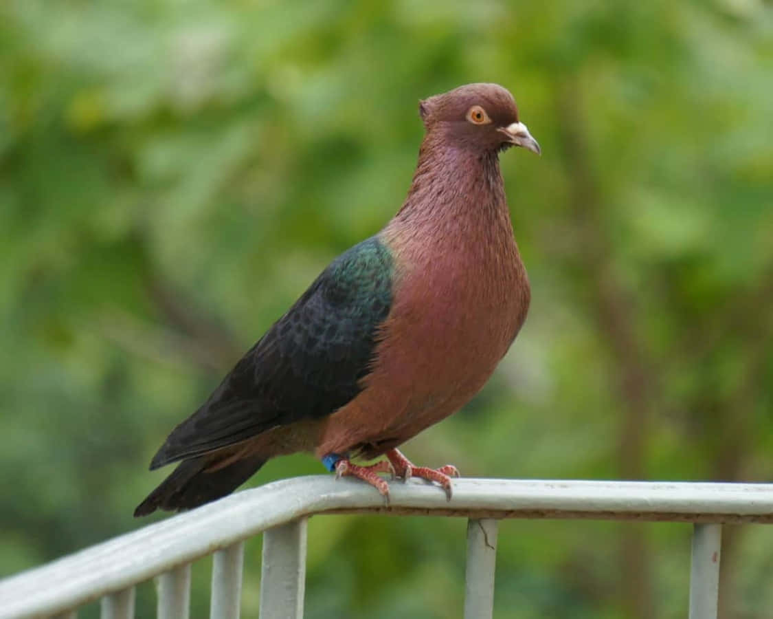 pigeon 桌布 壁紙 — 一隻色彩鮮豔、帶有虹彩綠色翅膀的鴿子，平靜地棲息在金屬欄杆上，背景是柔和的綠色樹葉。