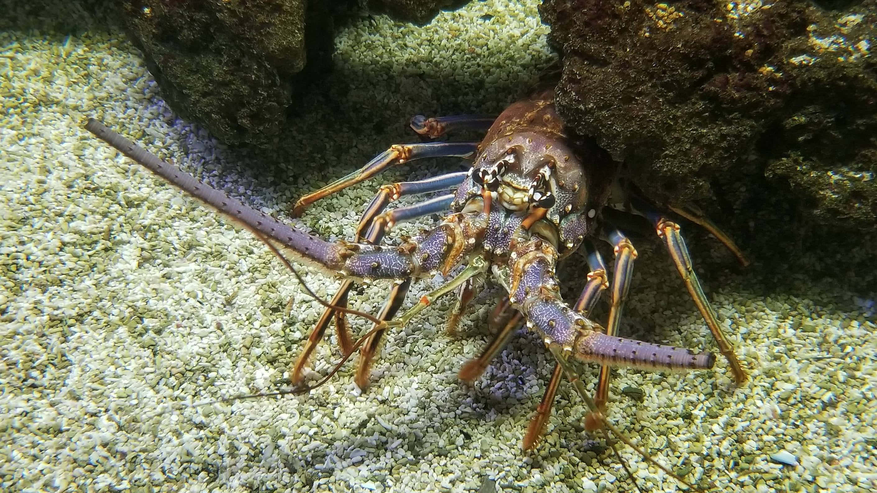 Lobster 桌布 壁紙 — 一隻色彩鮮豔的刺龍蝦，帶有紫色和橙色色調，在黑暗岩石附近的沙質海底爬行。