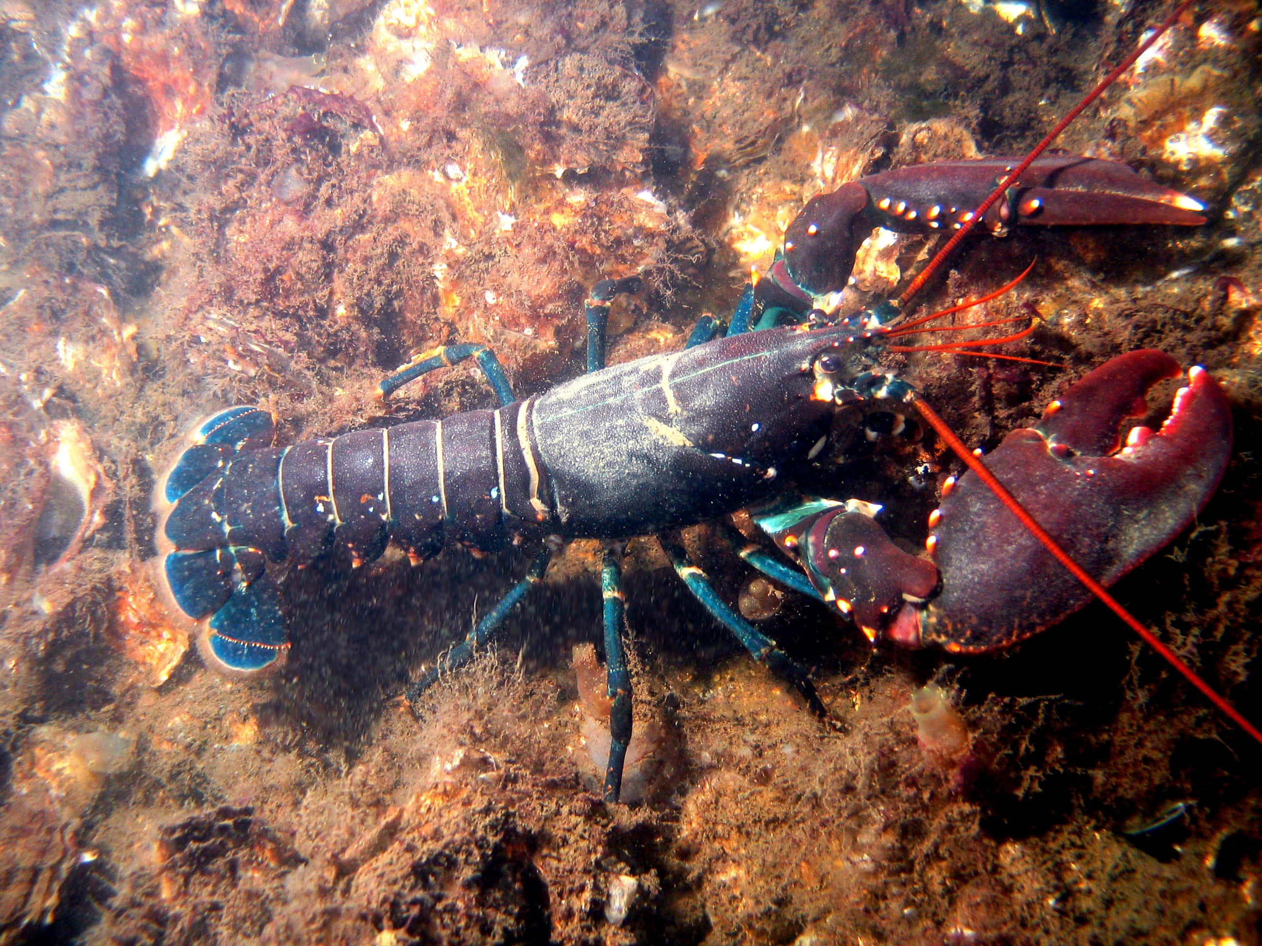 Lobster 桌布 壁紙 — 一隻色彩鮮豔的刺龍蝦，帶有藍色和紅色的鉗子，在清澈的水下休息在紋理豐富的珊瑚礁上。