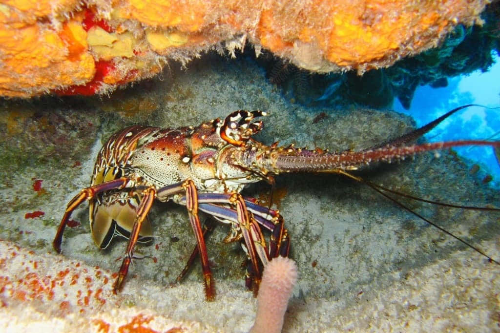 Lobster 桌布 壁紙 — 一隻色彩鮮豔的刺龍蝦在清澈的藍色熱帶海水中，於珊瑚懸垂下方休息。
