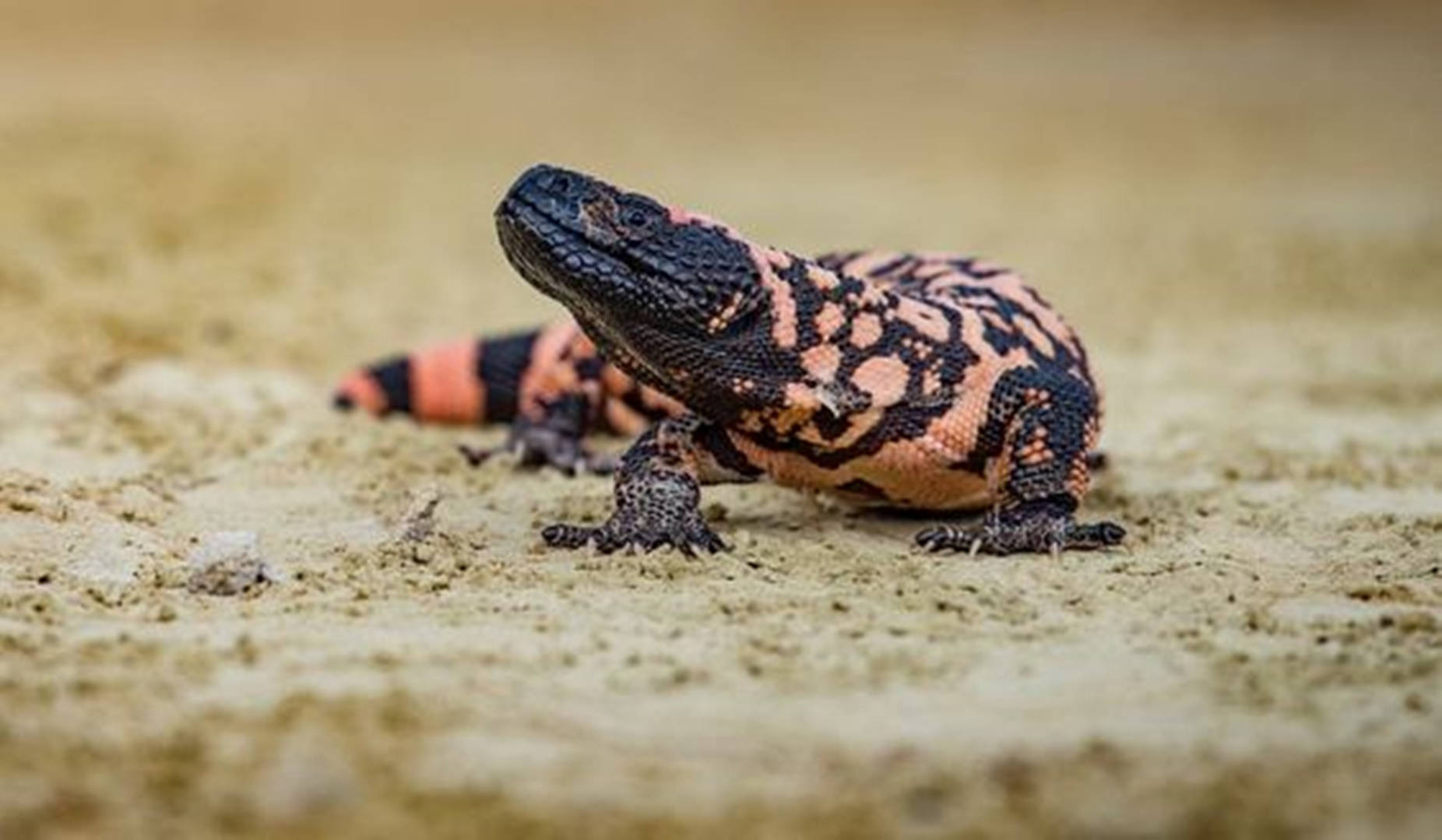 lizard 桌布 壁紙 — 一隻色彩鮮豔的吉拉毒蜥，帶有黑色和橙色圖案，在淺景深的沙地上休息。