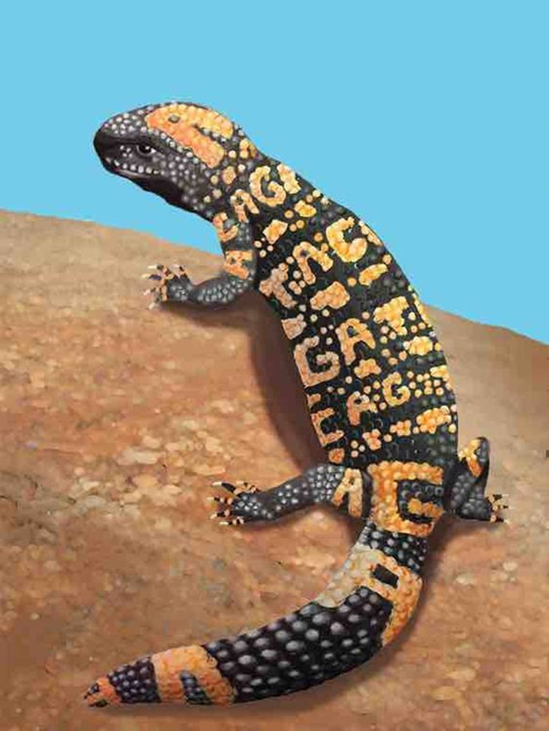 lizard 桌布 壁紙 — 一隻色彩鮮豔的墨西哥珠蜥蜴，帶有黑色和橙色圖案，棲息在陽光明媚的岩石上，背景是清澈的藍天。