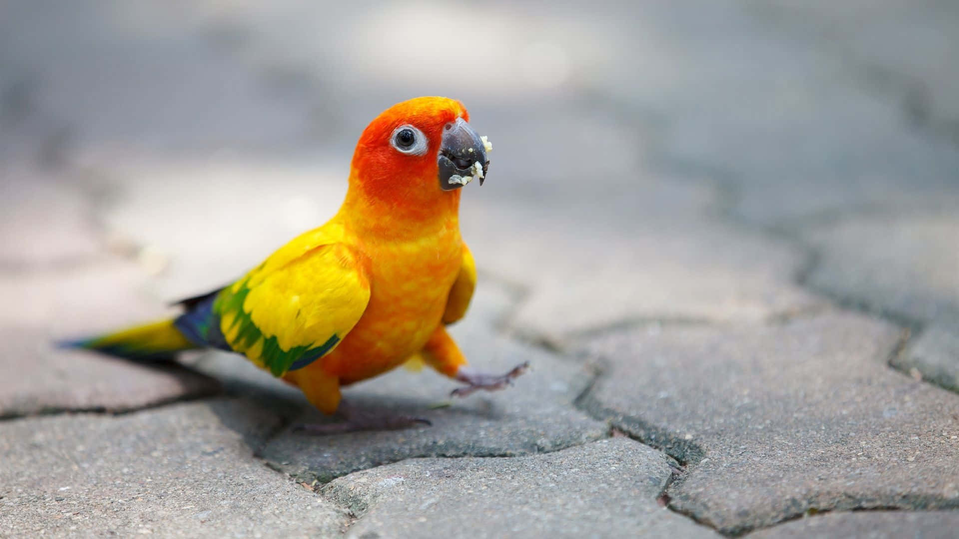Cute Bird 桌布 壁紙 — 一隻色彩鮮豔的太陽錐尾鸚鵡，頭部橙色，身體黃色，在灰色鵝卵石上行走，嘴裡叼著食物。