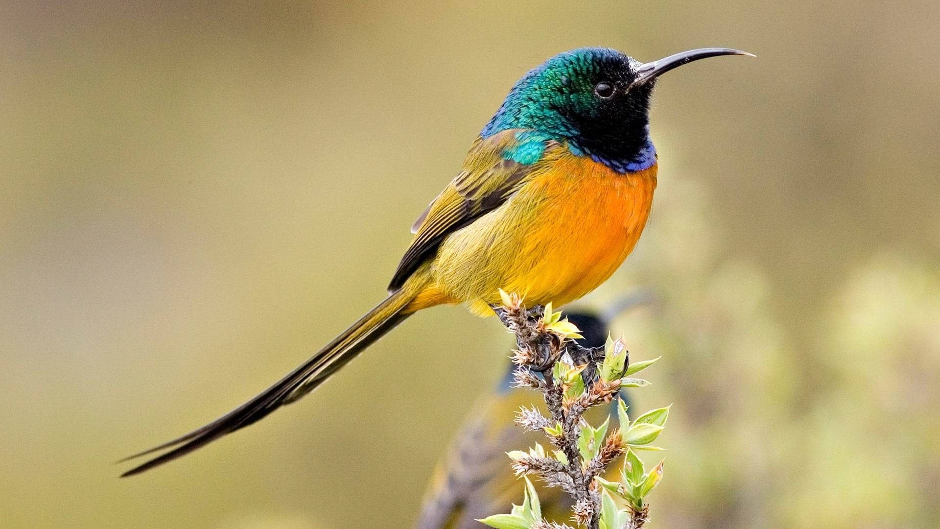 Yellow Bird 桌布 壁紙 — 一隻色彩鮮豔的太陽鳥，帶有虹彩藍綠色頭部和橙色胸部，棲息在多刺的樹枝上，背景是柔和模糊的自然景色。