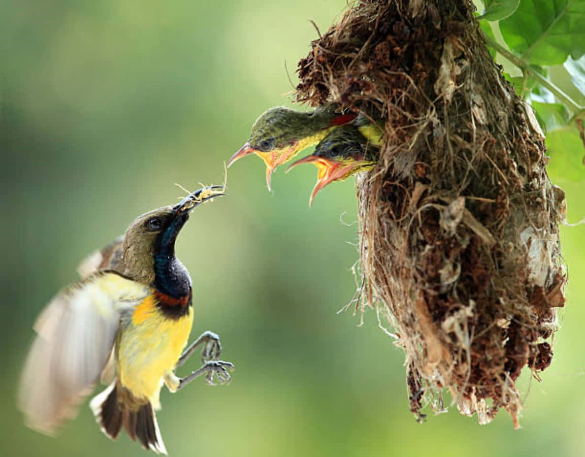 Nest 桌布 壁紙 — 一隻色彩鮮豔的太陽鳥在飛行中，將食物送給掛在樹枝上、長滿苔蘚的巢中急切的小鳥。