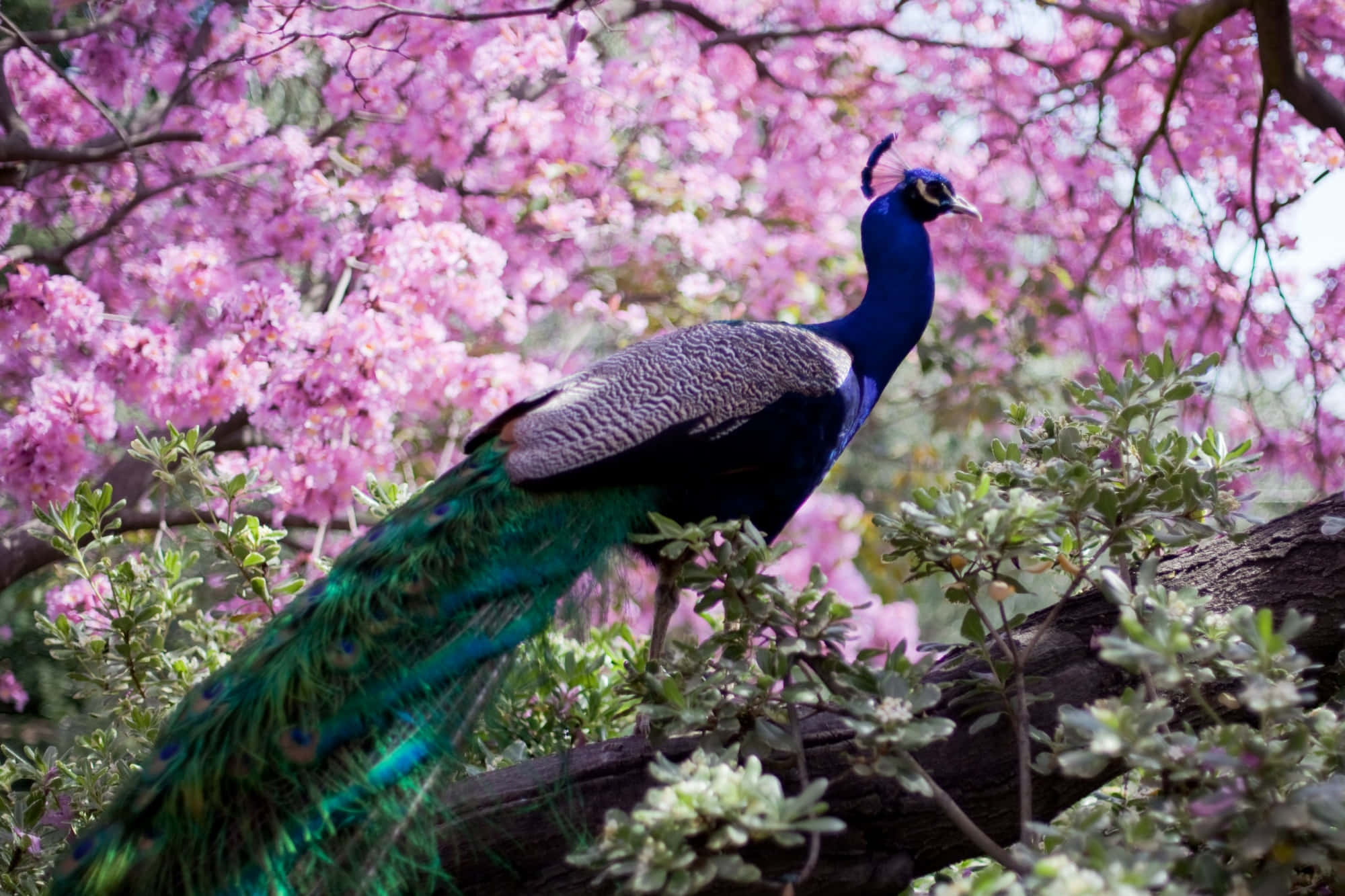 Peacock Bird 桌布 壁紙 — 一隻色彩鮮豔的孔雀優雅地棲息在盛開的粉紅櫻花樹冠下的樹枝上。