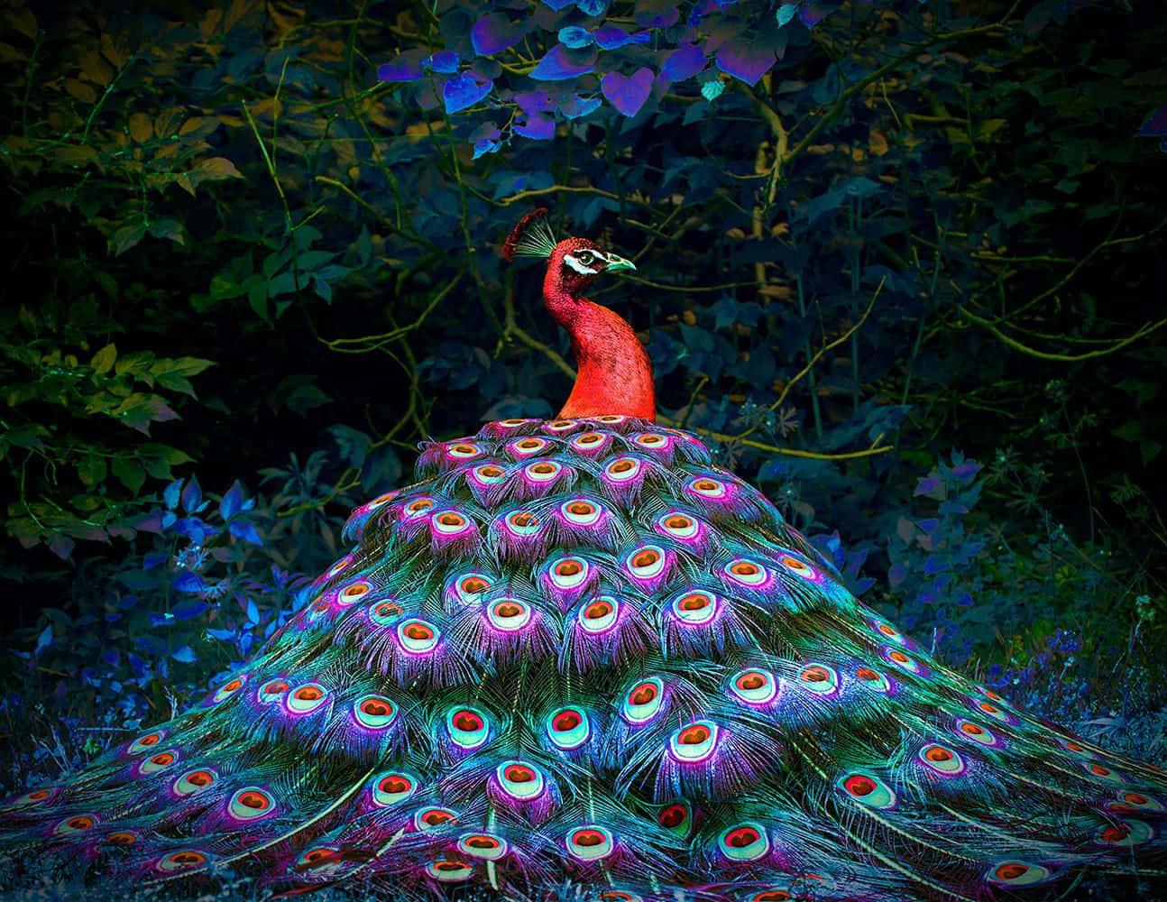 Peacock Bird 桌布 壁紙 — 一隻色彩鮮豔的孔雀在戲劇性燈光下，於茂密的黑暗森林中展示其虹彩尾羽。