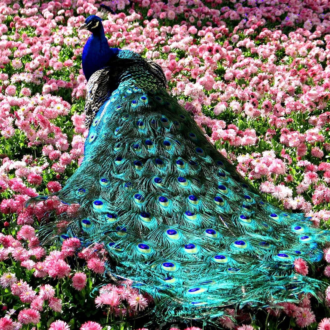 Peacock Bird 桌布 壁紙 — 一隻色彩鮮豔的孔雀在明亮的日光下，自豪地站在一片粉紅花海中。