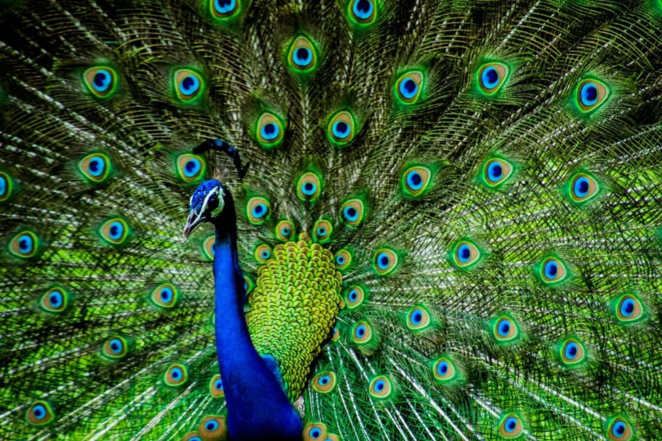 Peacock Bird 桌布 壁紙 — 一隻色彩鮮豔的孔雀在深色背景下展開其閃耀藍綠色和金色羽毛的尾巴，形成耀眼的扇形。