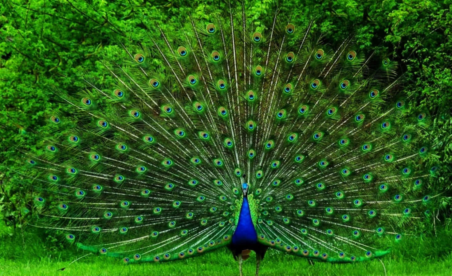 Peacock Bird 桌布 壁紙 — 一隻色彩鮮豔的孔雀在茂密的綠色森林空地中展示其閃爍藍綠色尾羽。