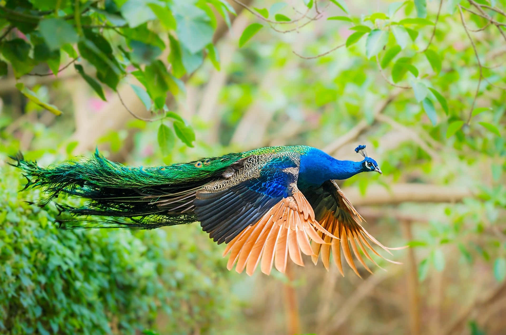Peacock Bird 桌布 壁紙 — 一隻色彩鮮豔的孔雀在茂密的綠色樹葉中翱翔，擁有虹彩藍綠色羽毛和展開的橙色翼尖。