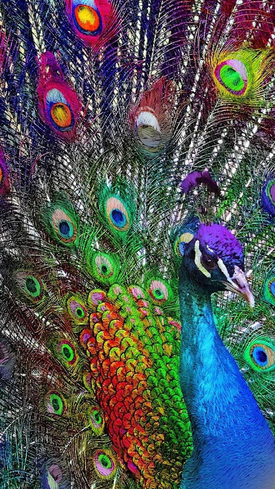 孔雀動圖 桌布 壁紙 — 一隻色彩鮮豔的孔雀展開其虹彩尾羽，呈現出藍、綠、紅、金色的耀眼爆發。