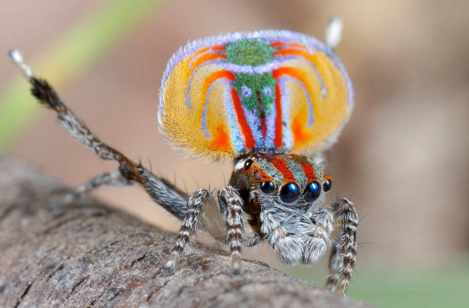 Spider 桌布 壁紙 — 一隻色彩鮮豔的孔雀蜘蛛在紋理豐富的樹枝上展示其色彩繽紛的腹部 flaps。