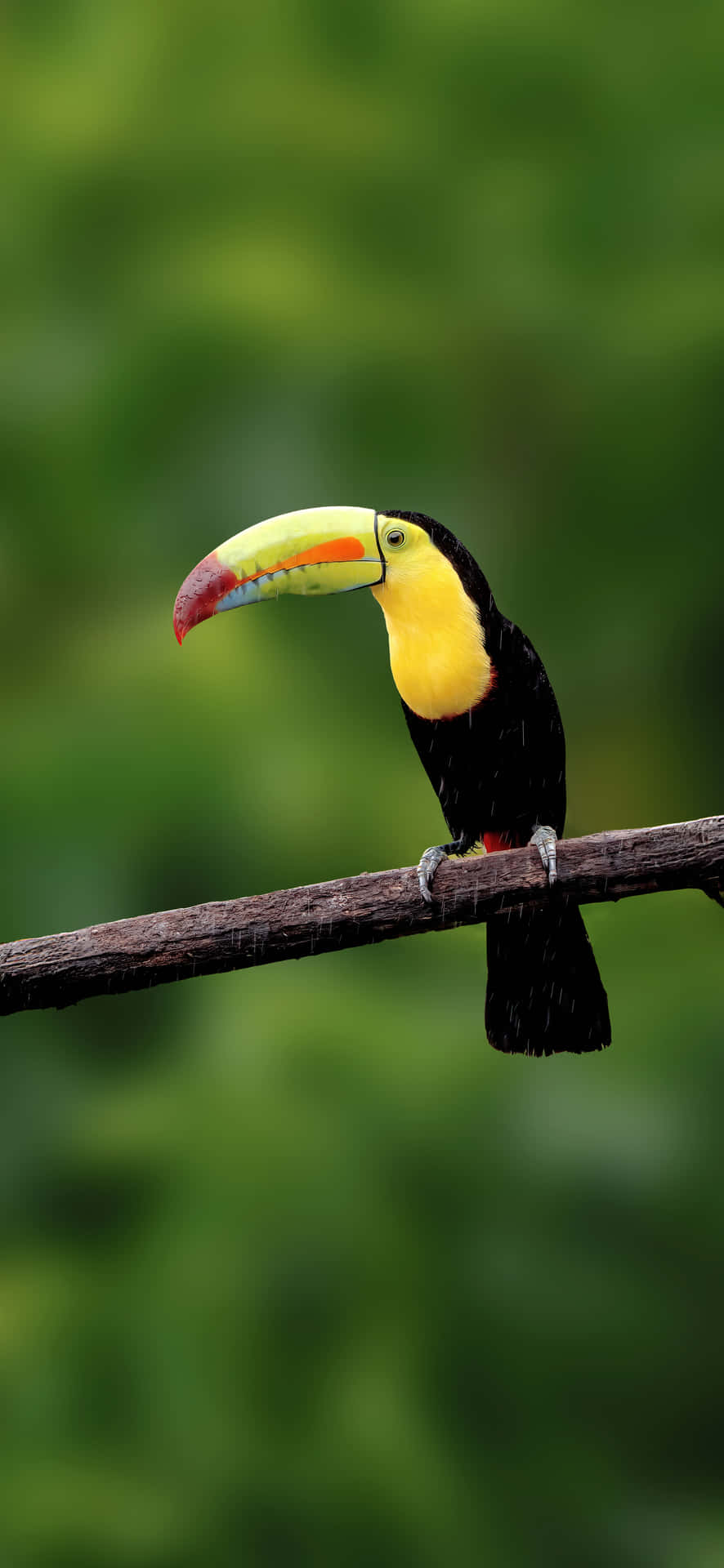 Costa Rican toucan bird 4K 壁紙 — 一隻色彩鮮豔的巨嘴鳥棲息在樹枝上，背景是鬱鬱蔥蔥的綠色模糊背景。