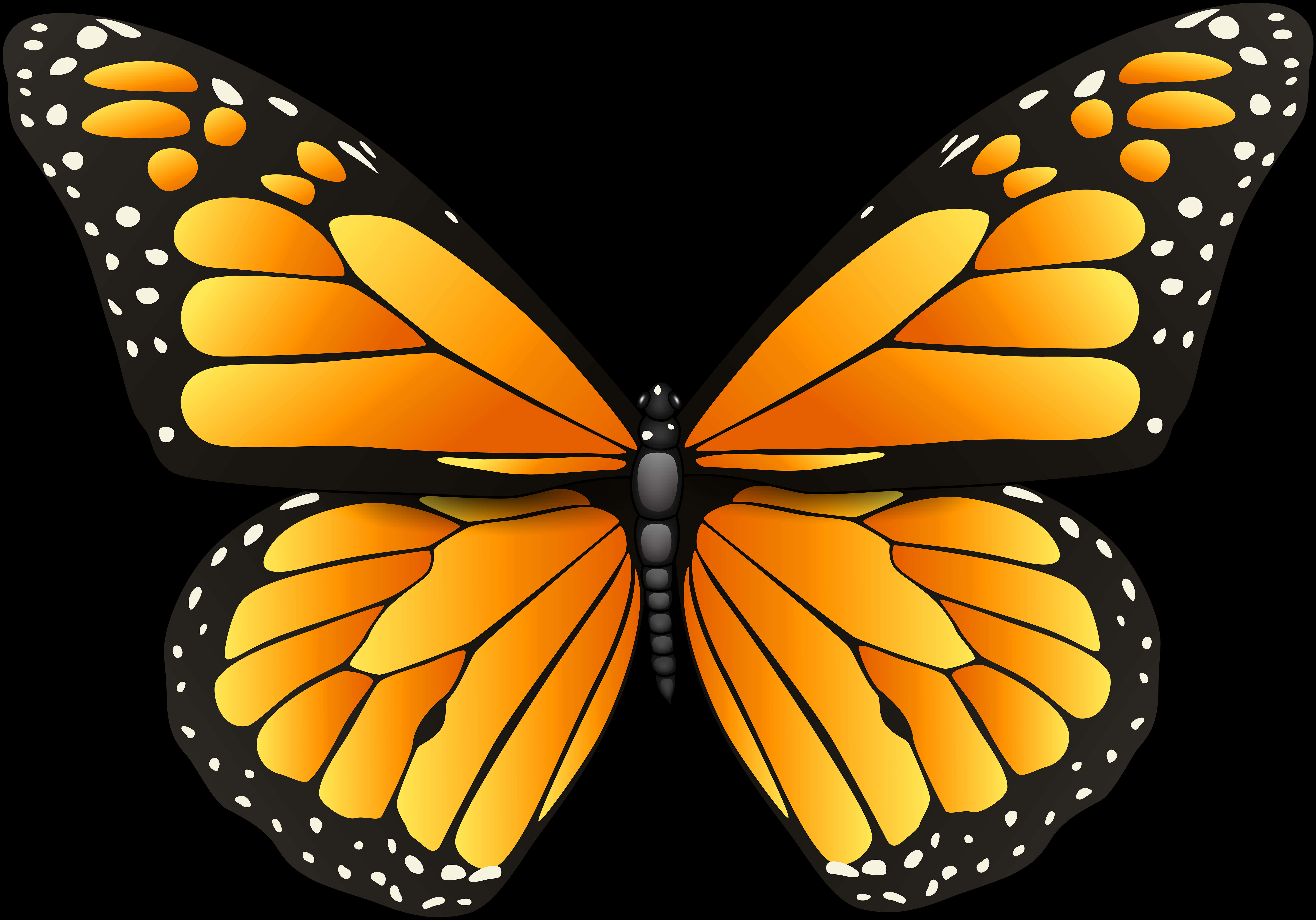 Butterfly Wings 桌布 壁紙 — 一隻色彩鮮豔的帝王斑蝶，擁有橙色翅膀和黑色脈絡，停留在純黑背景上。