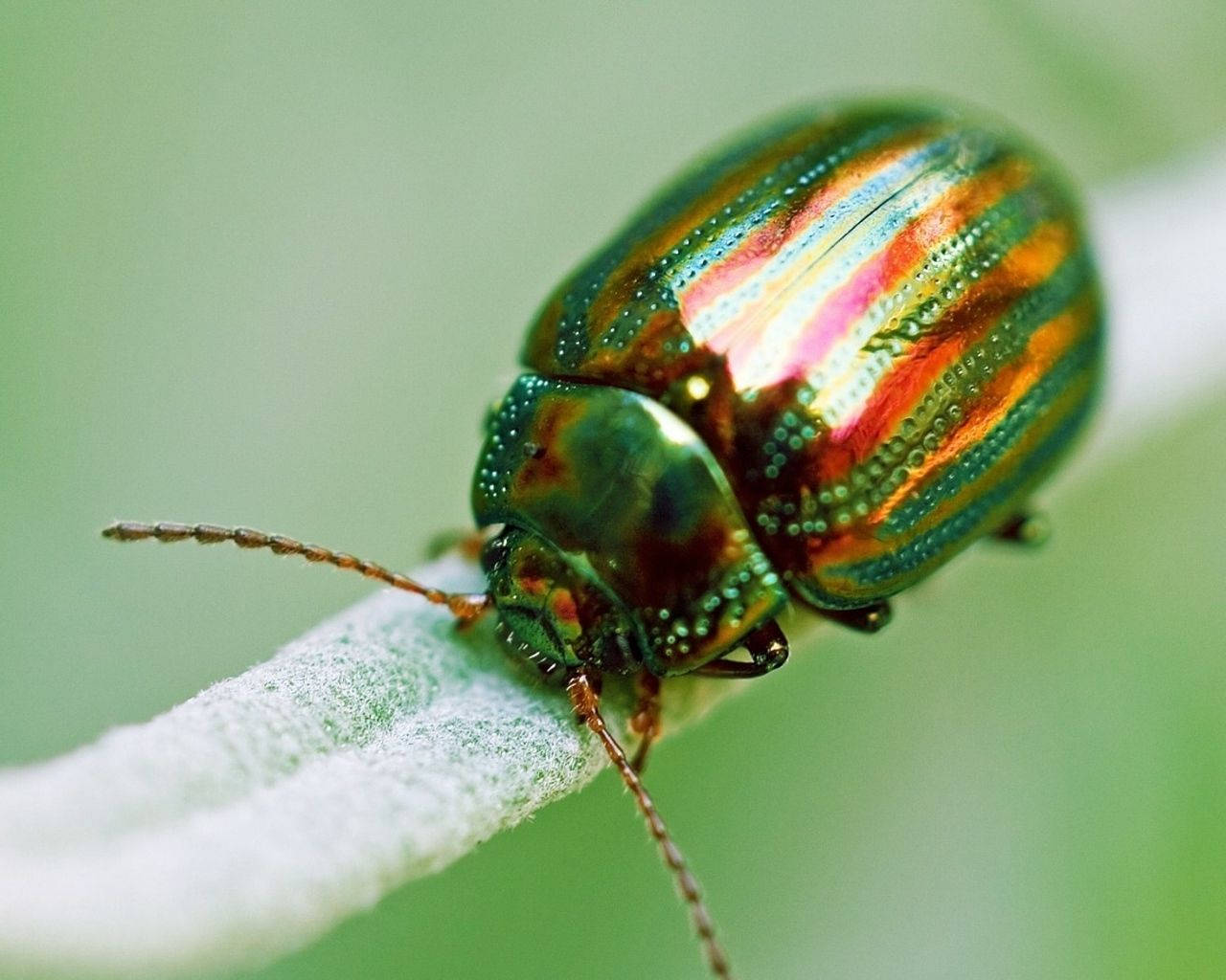 Insect 桌布 壁紙 — 一隻色彩鮮豔的彩虹條紋甲蟲，輕輕停在一片柔軟的白色葉子上，背景是模糊的綠色。