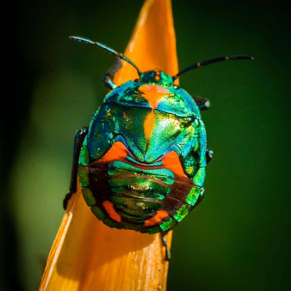 bug 桌布 壁紙 — 一隻色彩鮮豔的彩虹甲蟲，帶有綠色和橙色色調，棲息在鮮橙色花瓣上，背景是模糊的綠色。