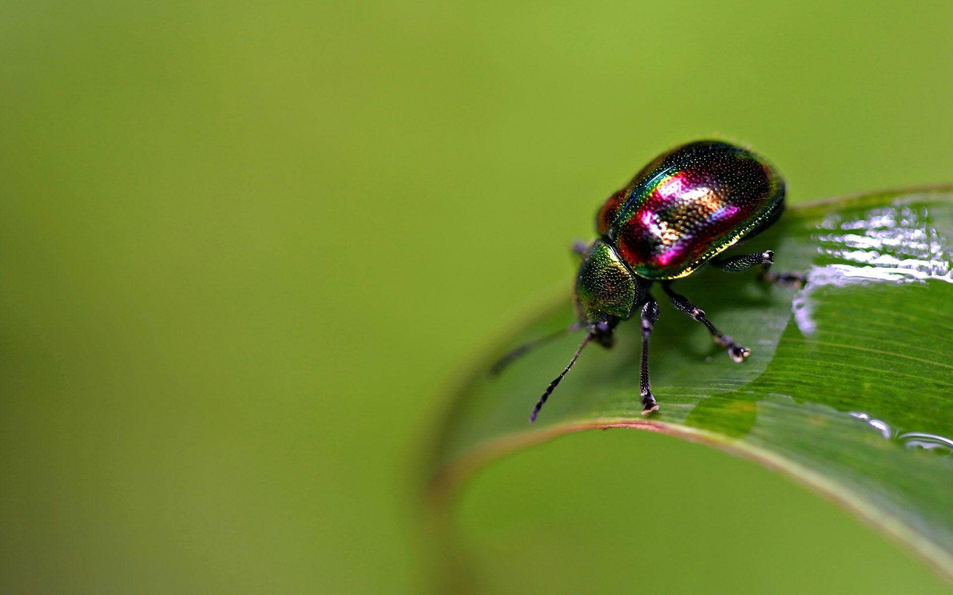 Insect 桌布 壁紙 — 一隻色彩鮮豔的彩虹甲蟲輕輕停在一片沾滿露珠的綠葉上，背景柔和散景。