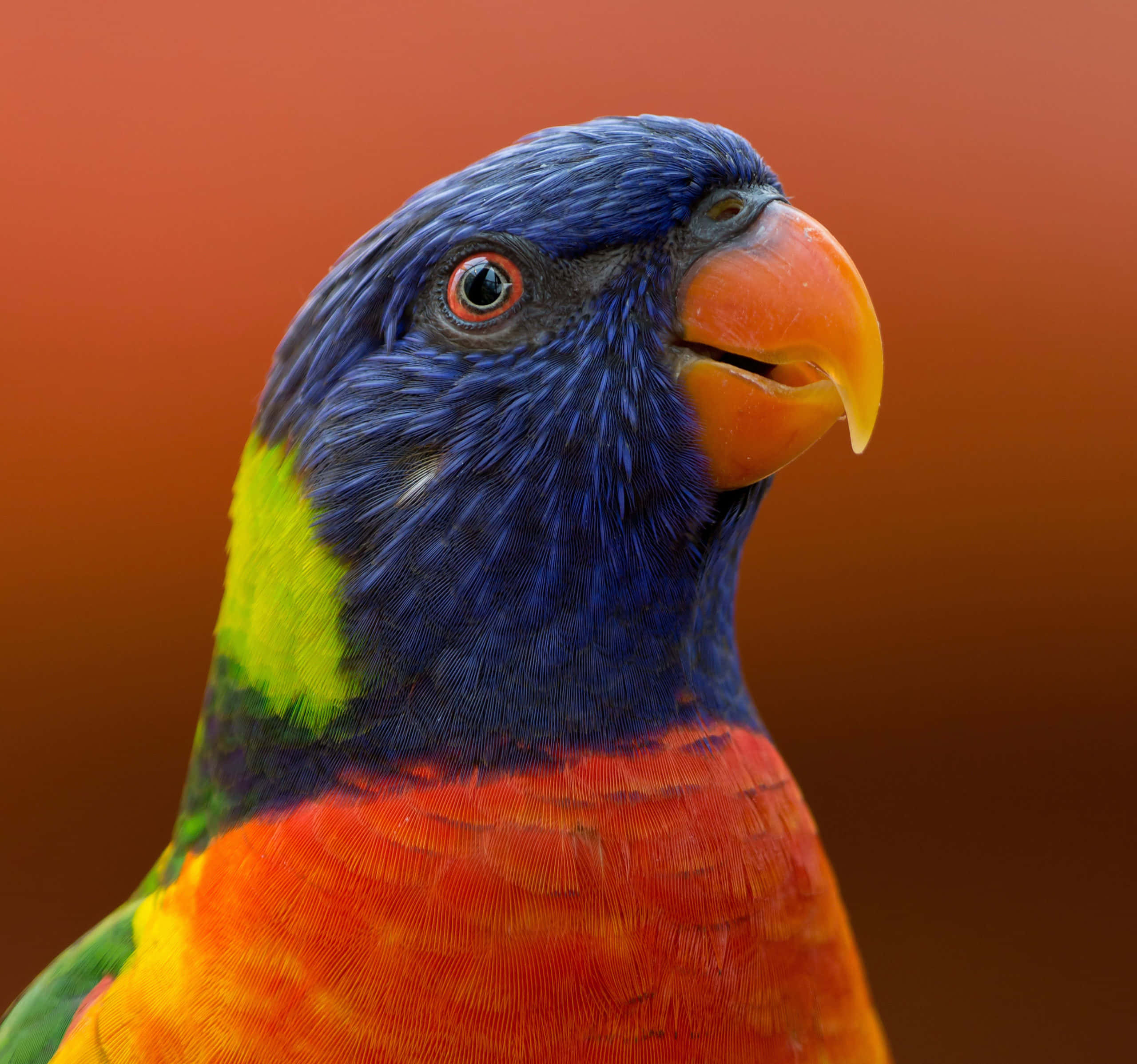 parrot 桌布 壁紙 — 一隻色彩鮮豔的彩虹鸚鵡，擁有藍色頭部、綠色頸部和橙色胸部，在溫暖模糊的橙色背景下凝視著。