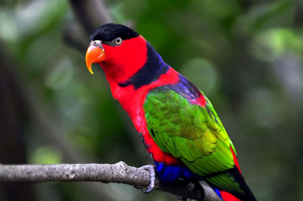 parrot 桌布 壁紙 — 一隻色彩鮮豔的彩虹鸚鵡棲息在樹枝上，展現出紅色、綠色、藍色和黑色的羽毛，背景是柔和模糊的綠色。