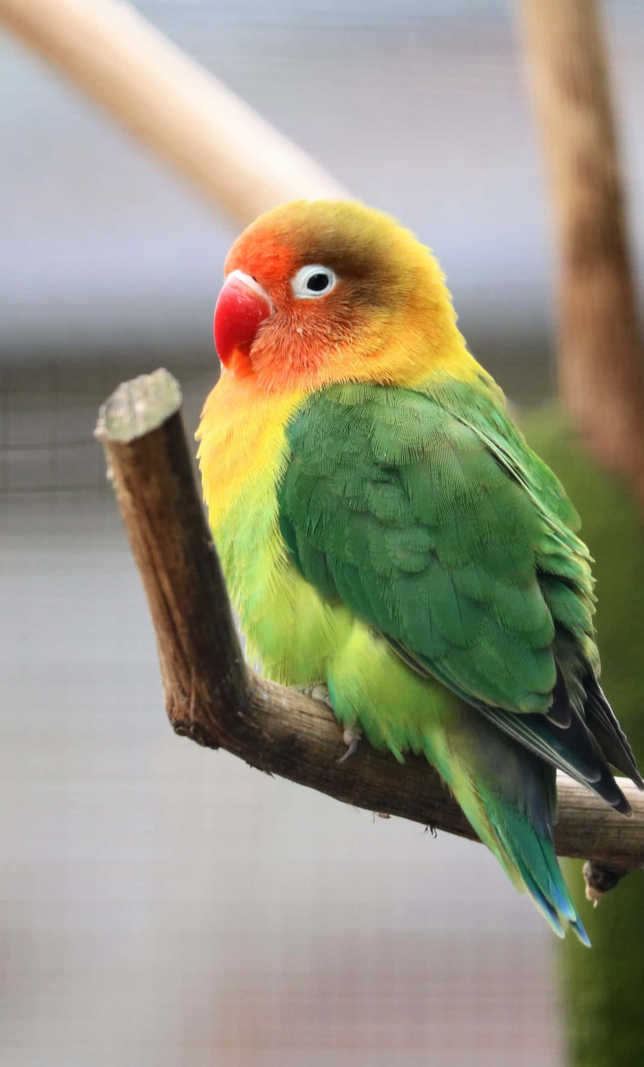 Bird iPhone 桌布 壁紙 — 一隻色彩鮮豔的愛情鳥，擁有綠色、黃色和橙色的羽毛，平靜地棲息在木枝上。